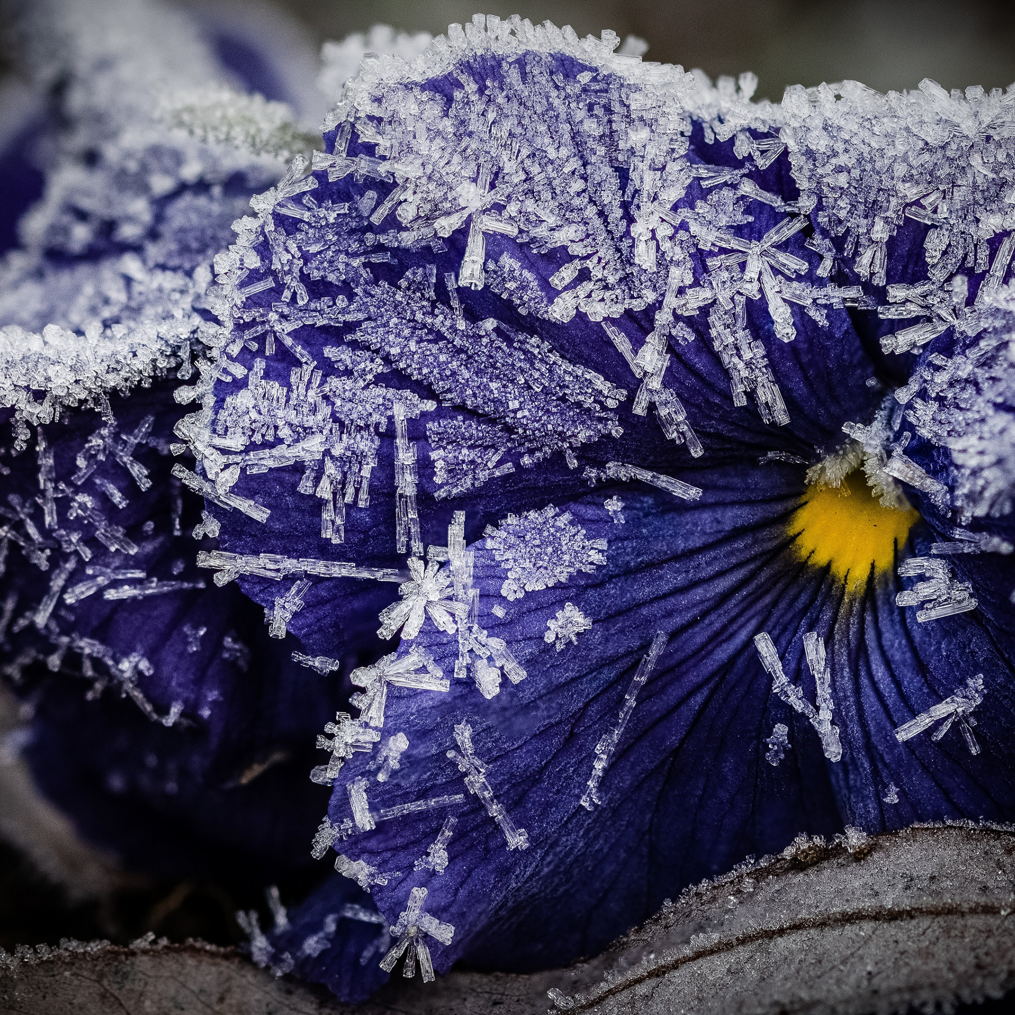 Синие цветы в снегу
