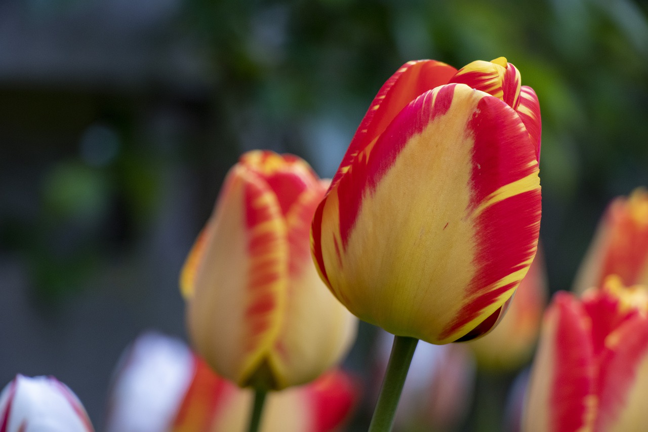 Тюльпаны красные с желтой каймой
