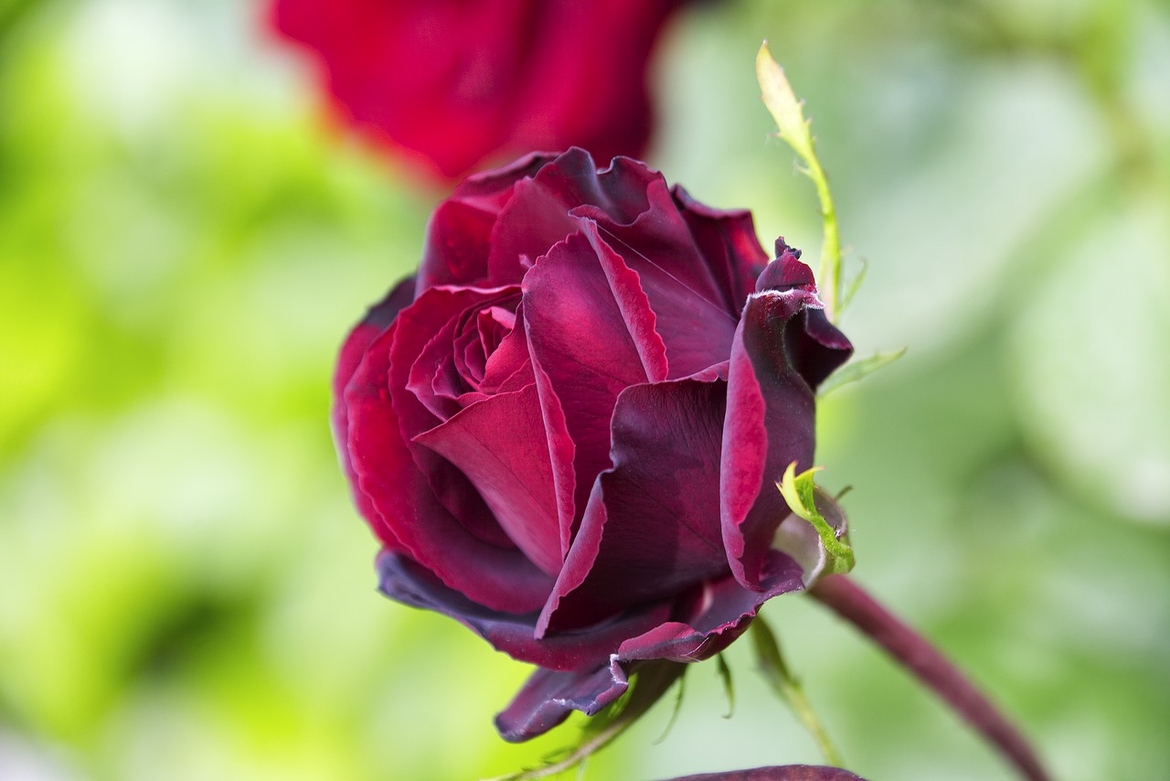 Марун роза кустовая фото
