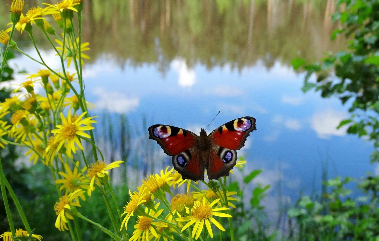 Фото летнего луга с цветами и бабочками