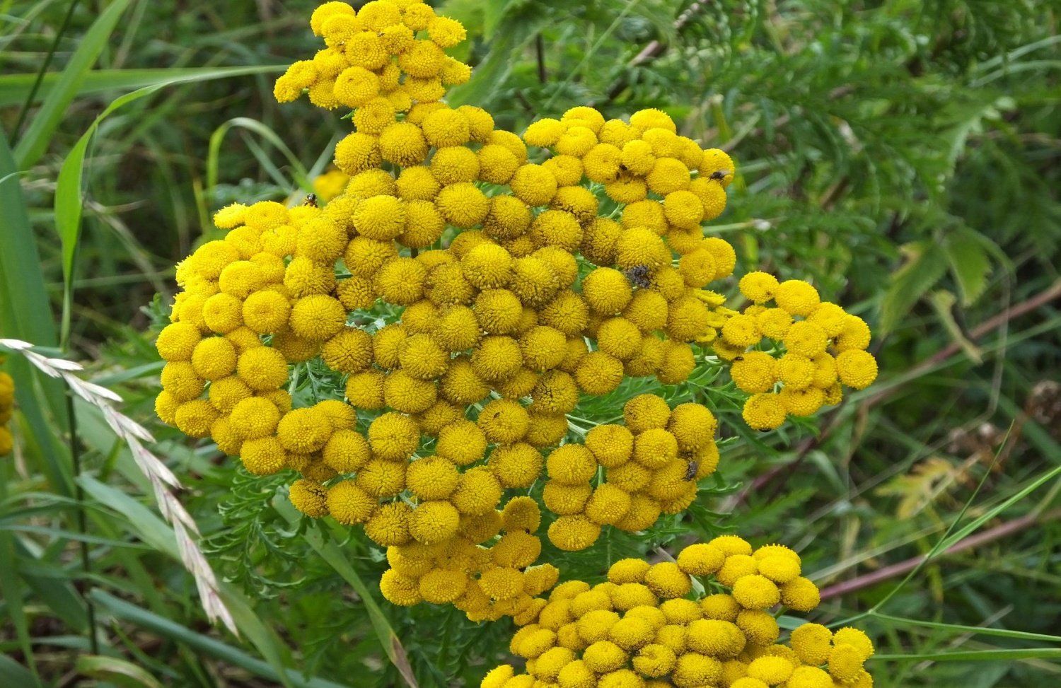 На со растение шариком с цветочками желтыми