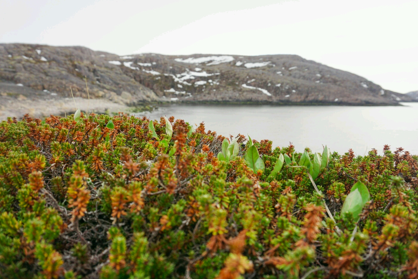 Растет ли ель в тундре. Карликовая береза Кольский полуостров. Растения тундры Ямал. Карликовая береза в арктической пустыне.