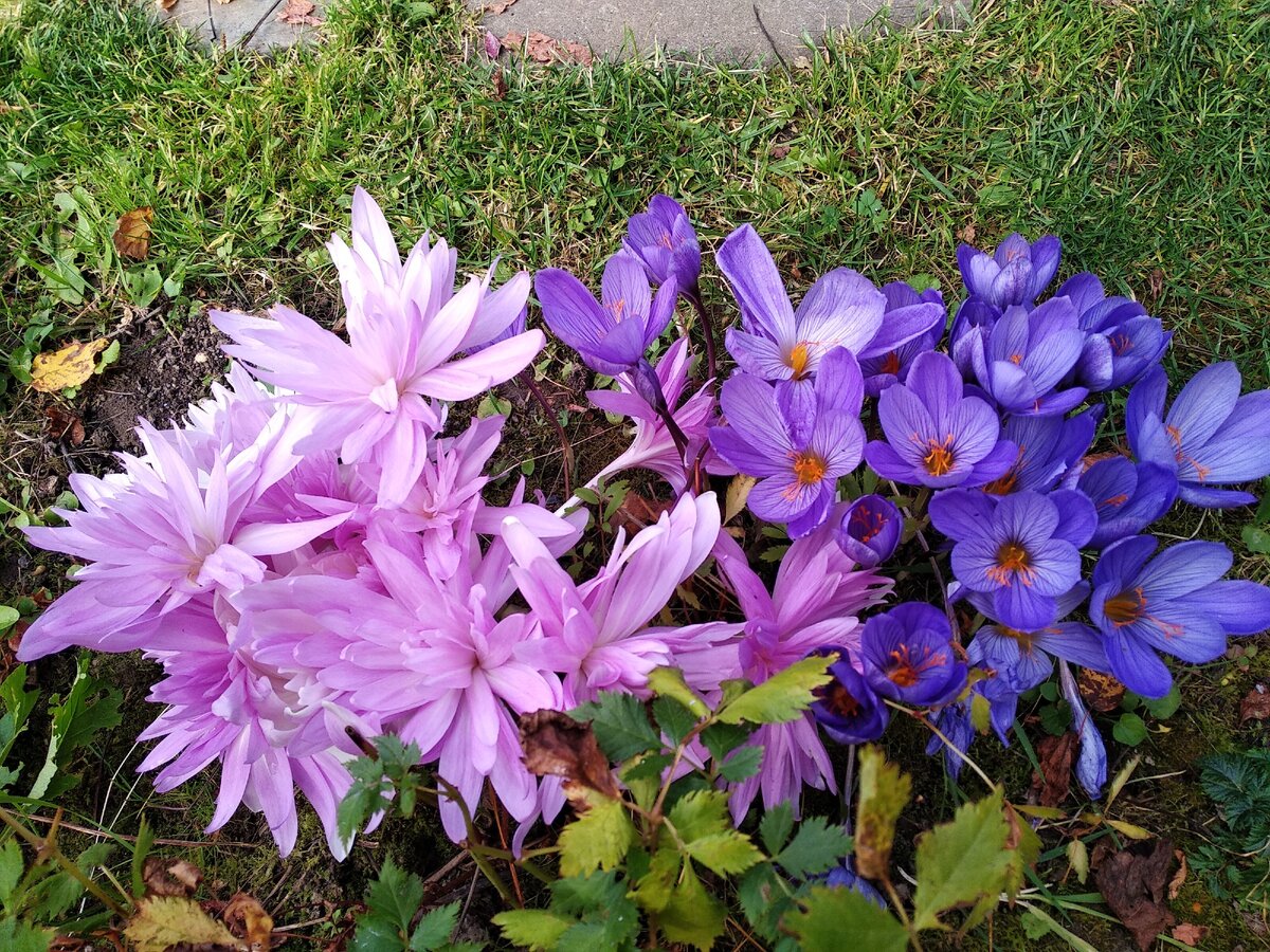 Крокусы цветы выращивание в саду многолетние фото и названия