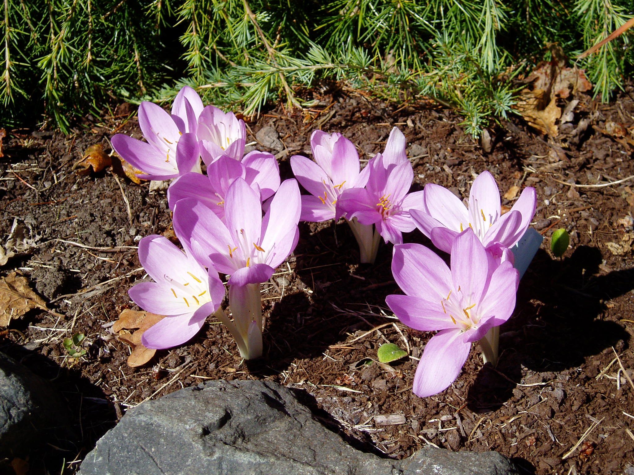Безвременник цветок фото и описание садовый цветок