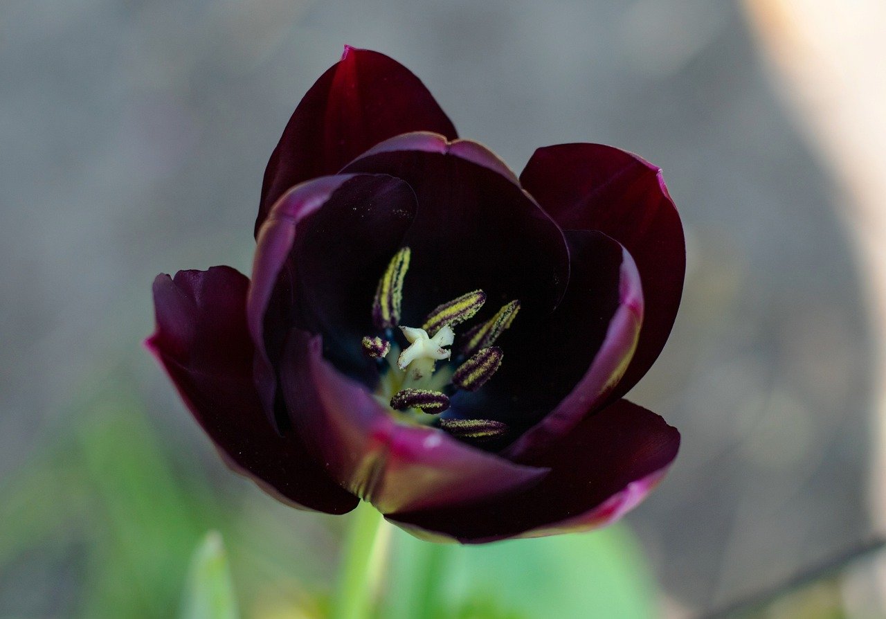 Тюльпан виолацея блэк бейз фото и описание