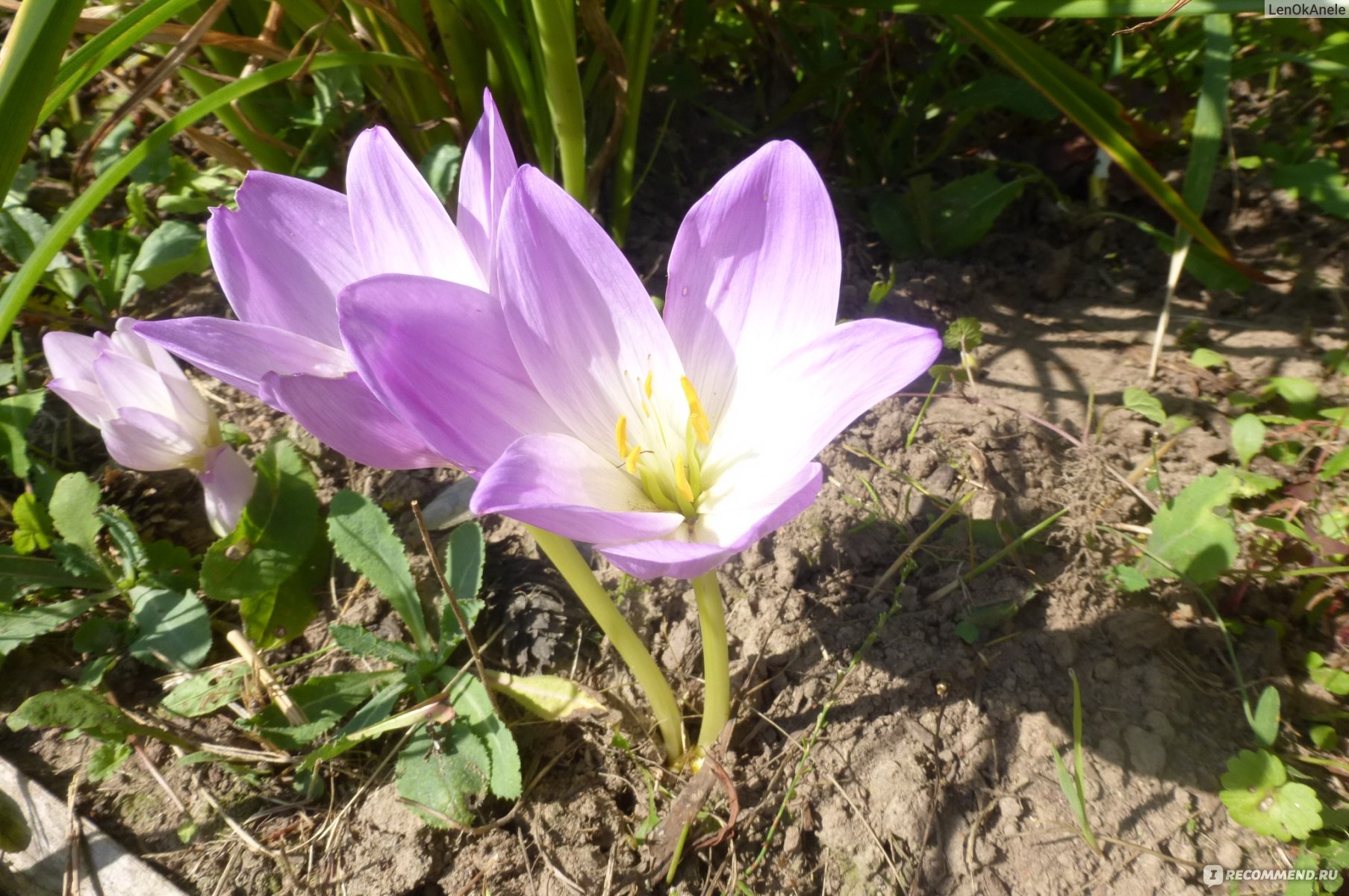Цветок безвременник садовый многолетний фото и описание