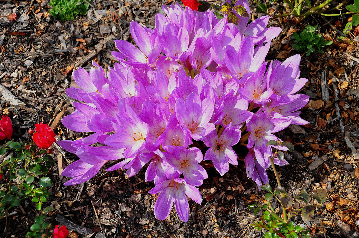 Безвременник цветок фото и описание садовый цветок