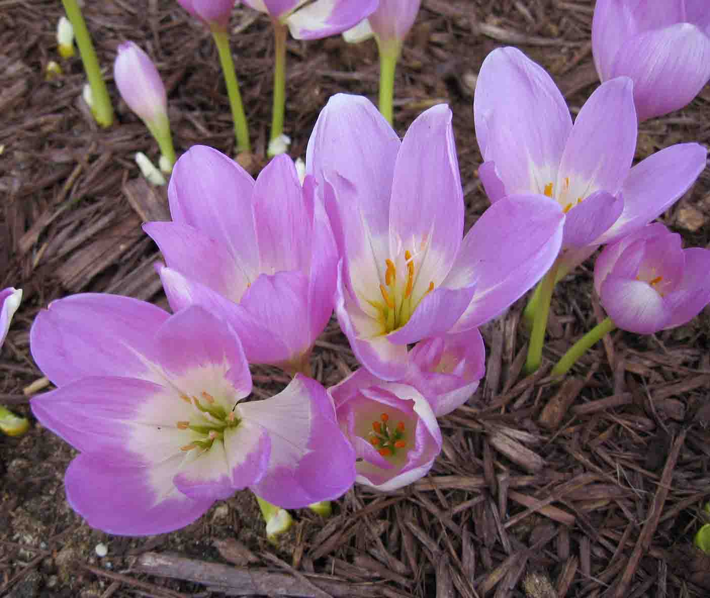 Цветок безвременник садовый многолетний фото и описание