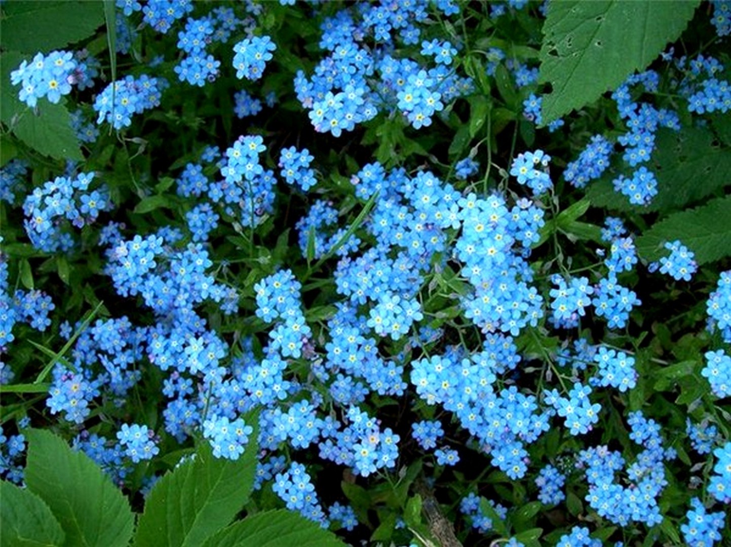 Цветы синего и голубого цвета фото и названия