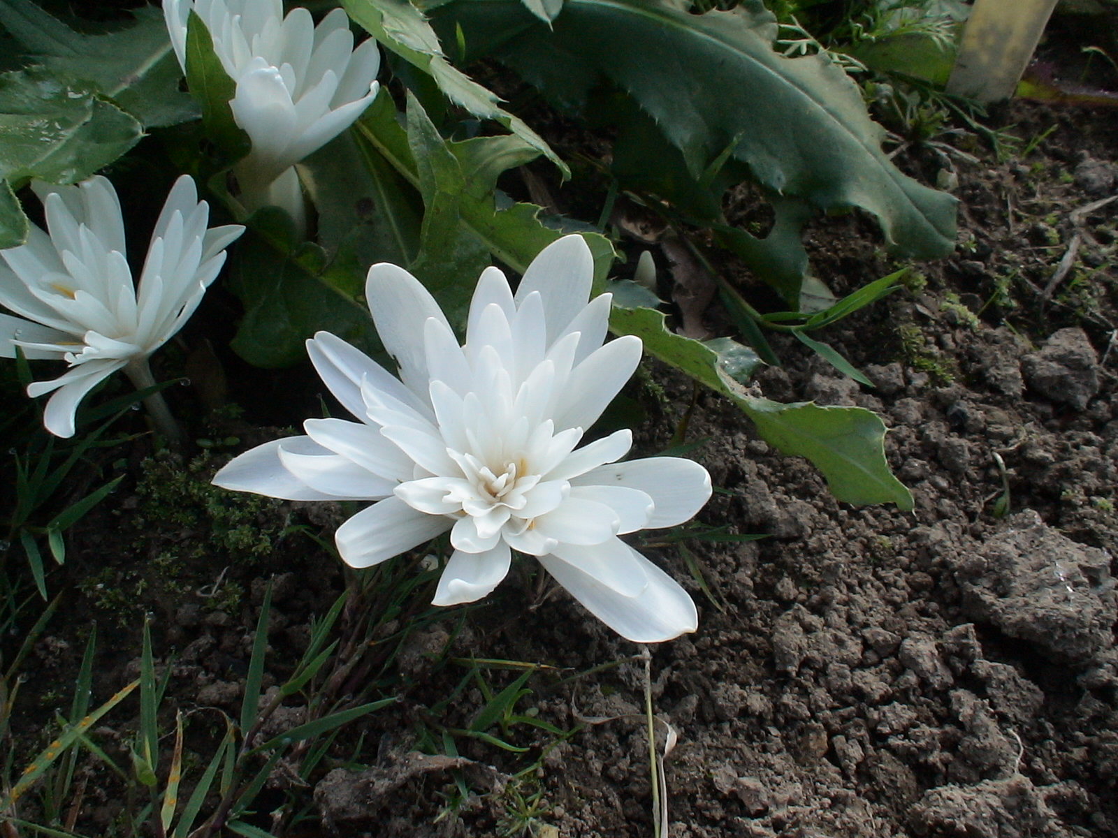 Цветок безвременник Альба