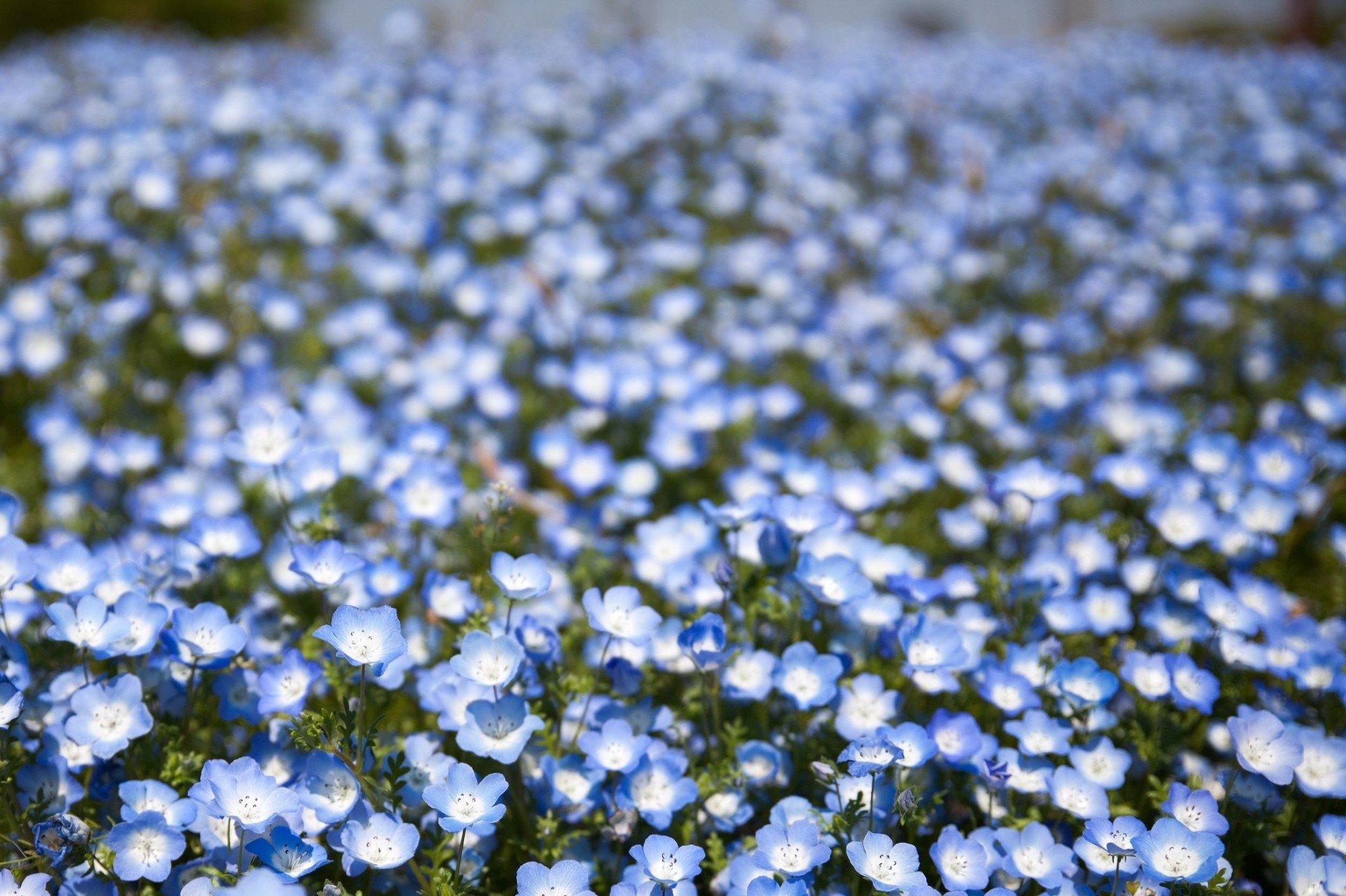 Цветы Маленькие Голубые