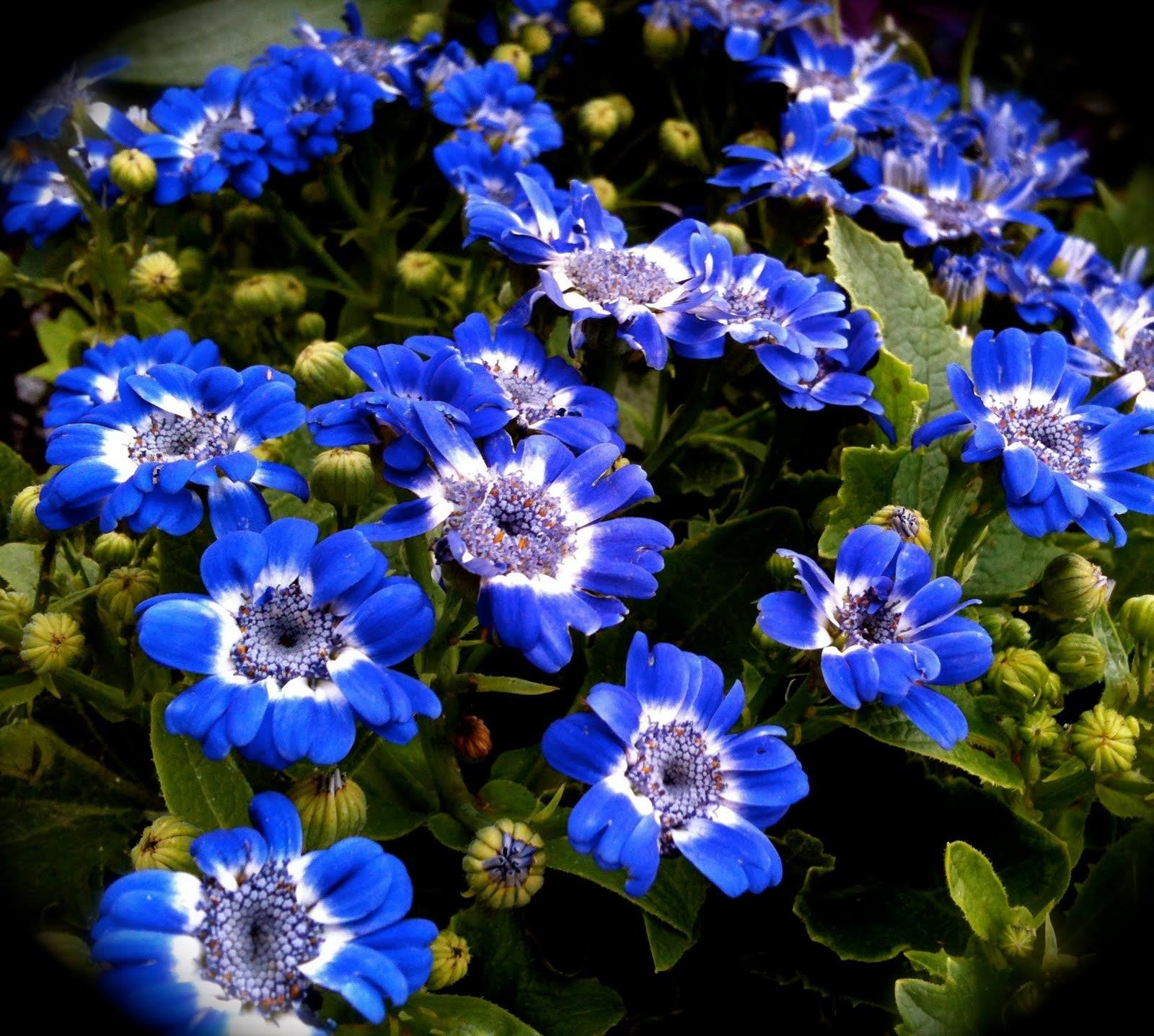 Садовый цветок синий. Цинерария Сателлит. Синенькие цветочки однолетки. Однолетник синенькие цветочки. Анемона махровая Блу.