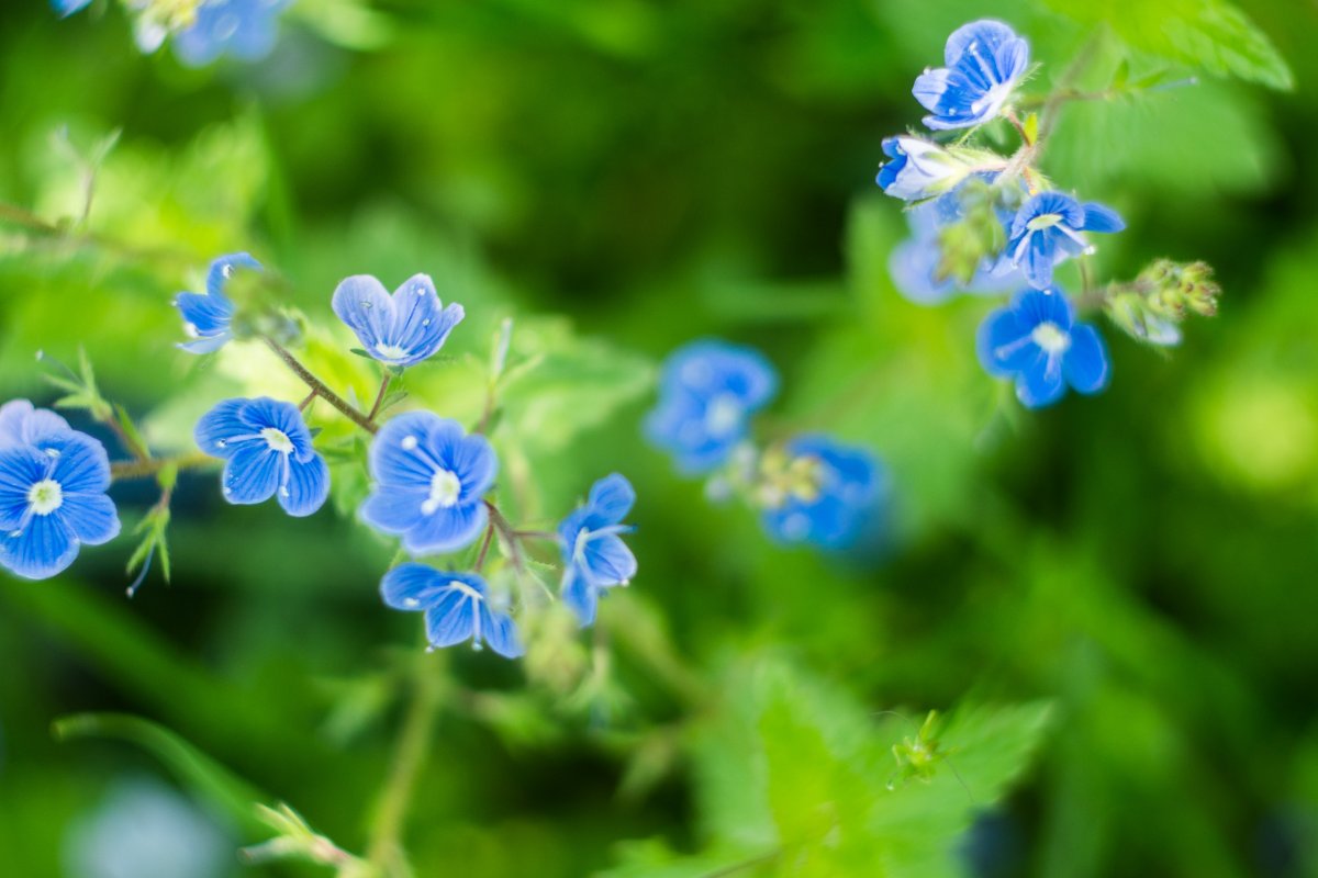 синие маленькие цветы названия и фото