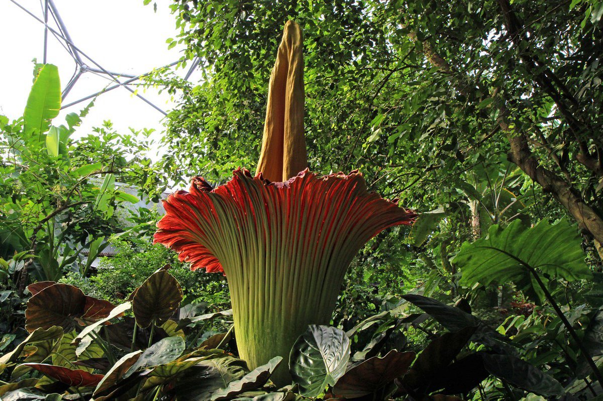 Самый высокий цветок в мире фото название