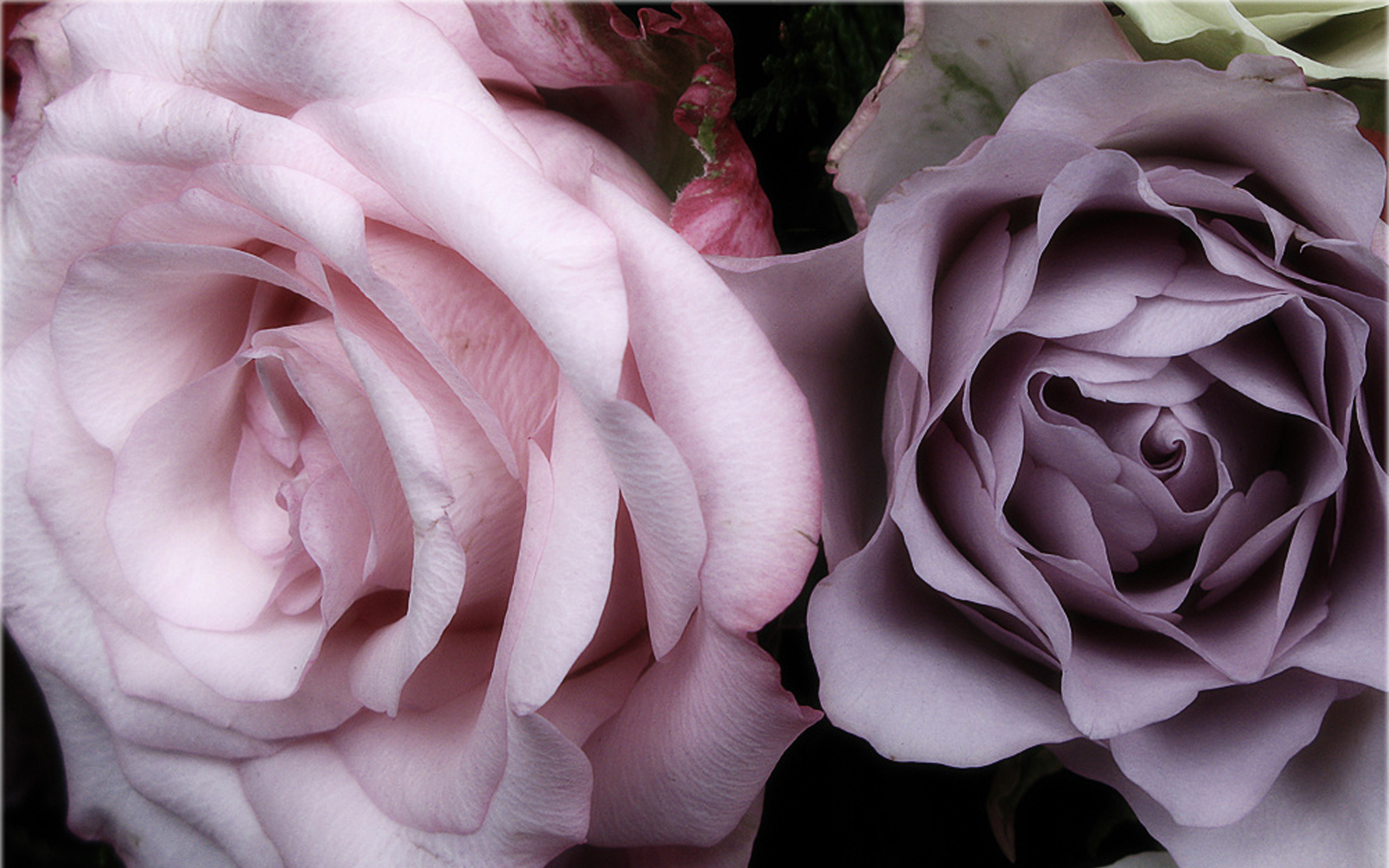 Пудровые розы фото в хорошем качестве