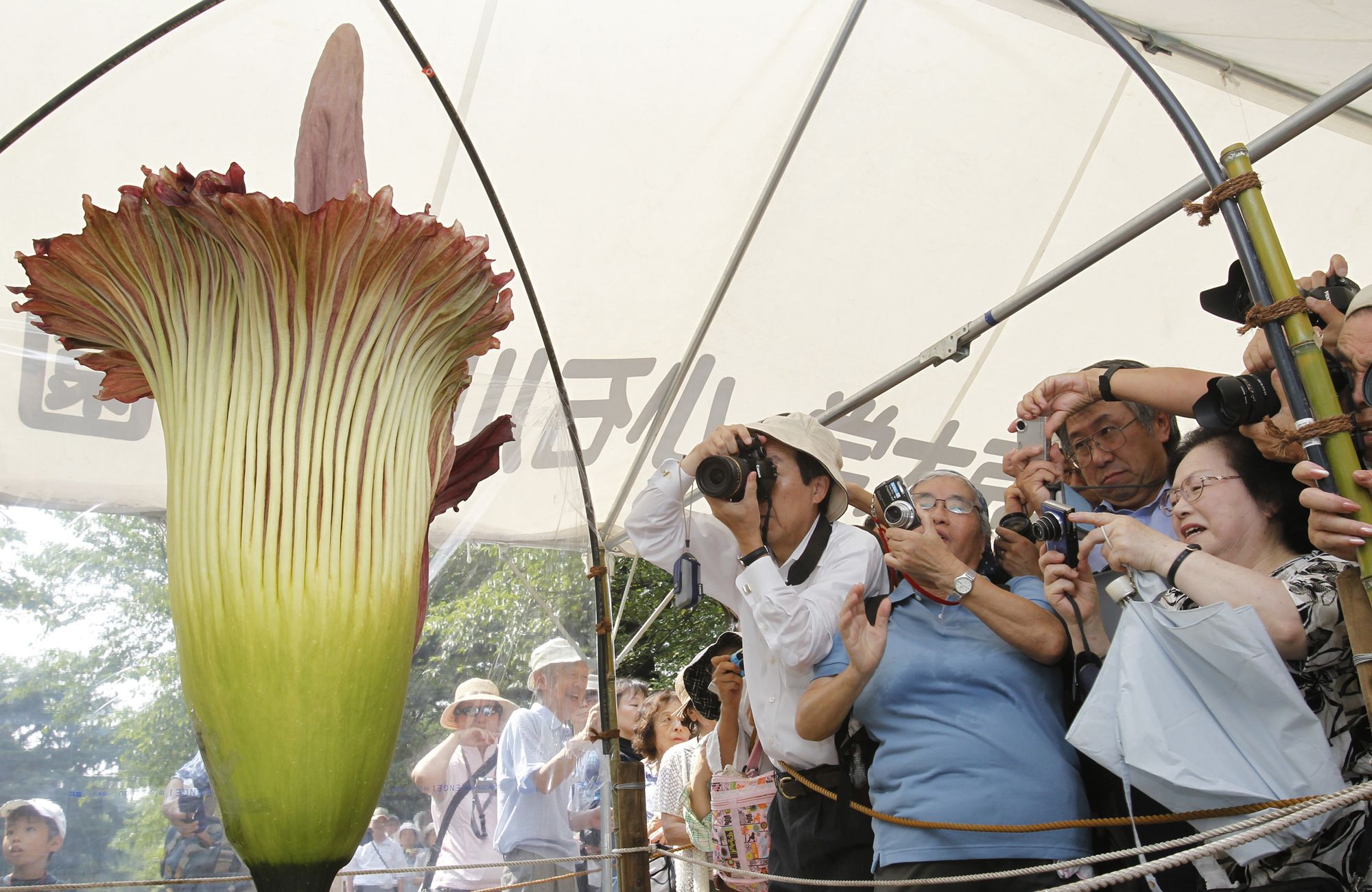 Какой запах самый пахучий по книге рекордов. Аморфофаллус титанический. Самый большой и вонючий цветок в мире. Самое вонючее растение. Самый высокий цветок.