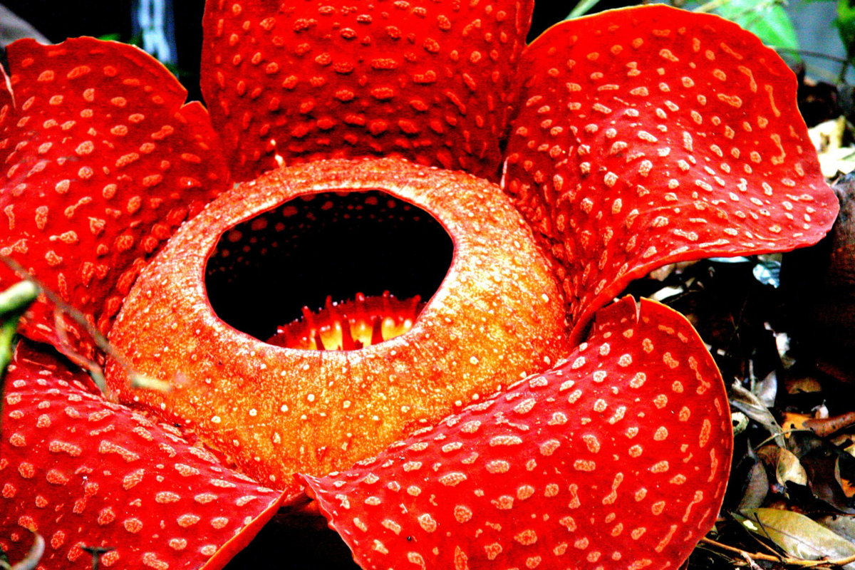 Очень интересные растения в мире. Растение раффлезия Арнольди. Цветок паразит раффлезия. Раффлезия Арнольди цветок паразит. Раффлезия Арнольди самый большой цветок в мире.