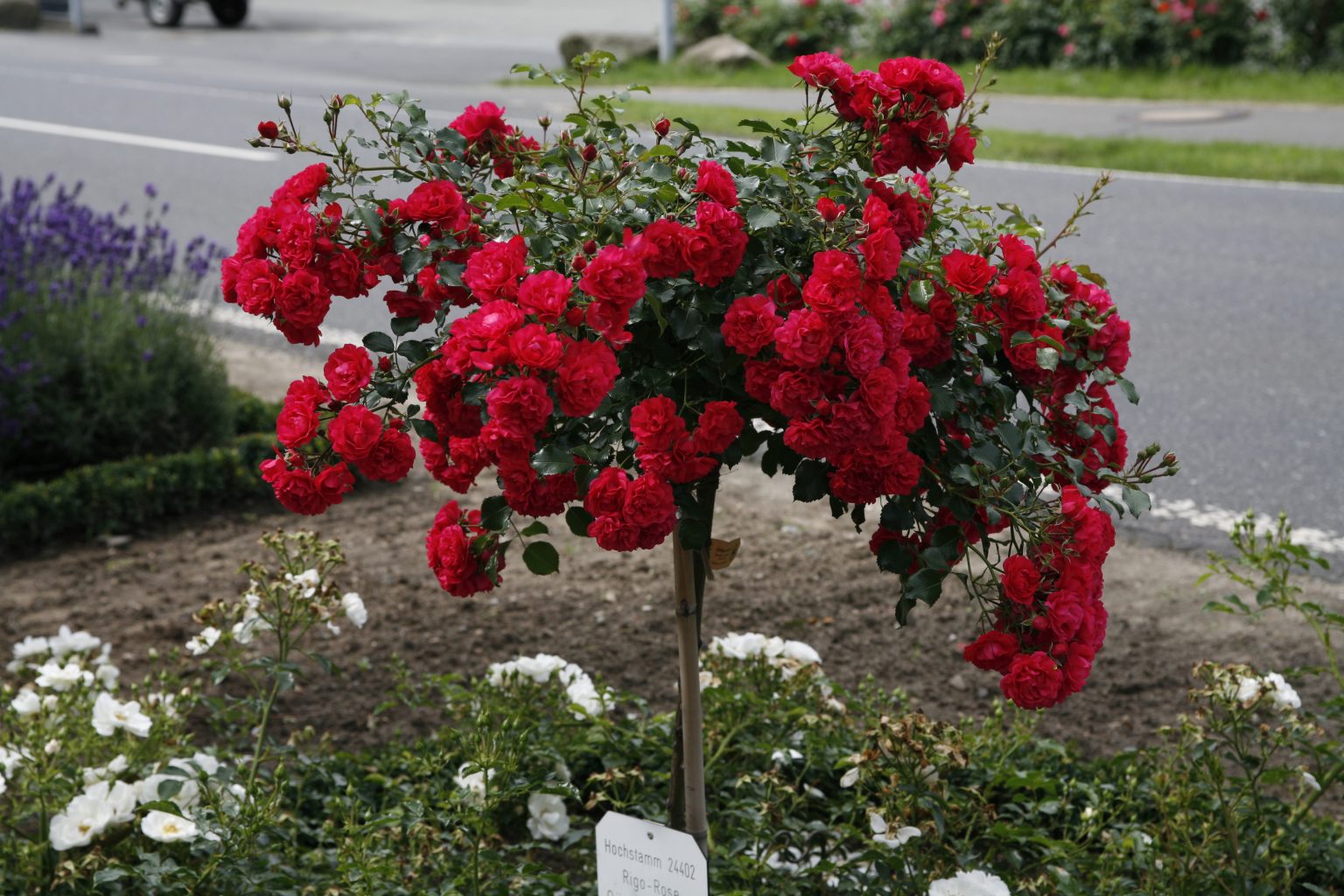Розы штамбовые фото с названием сорта