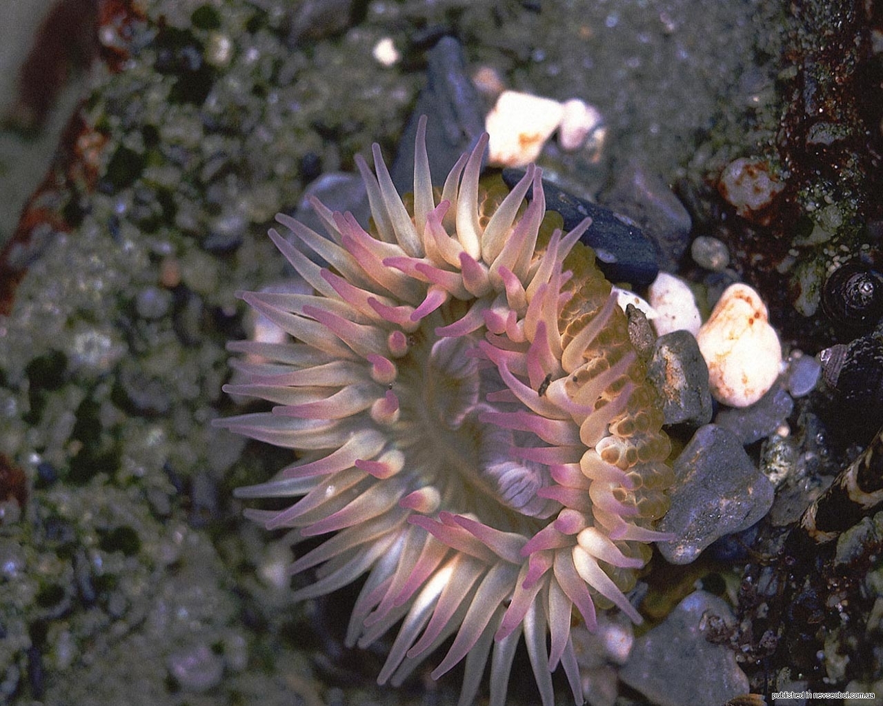 Тибетский морской цветок