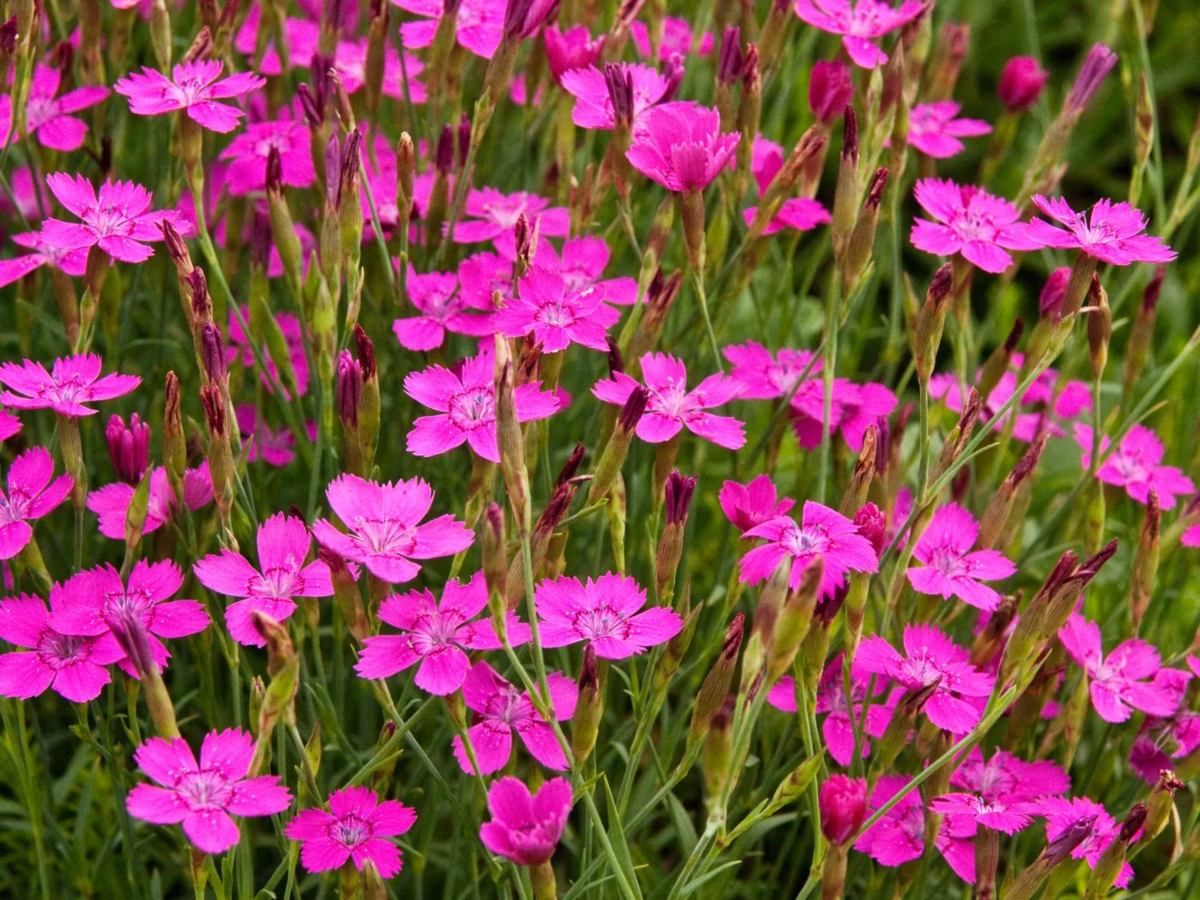 Маленькие цветы розового цвета. Гвоздика травянка (Dianthus deltoides). Гвоздика травянка Лесная. Гвоздика травянка многолетняя.