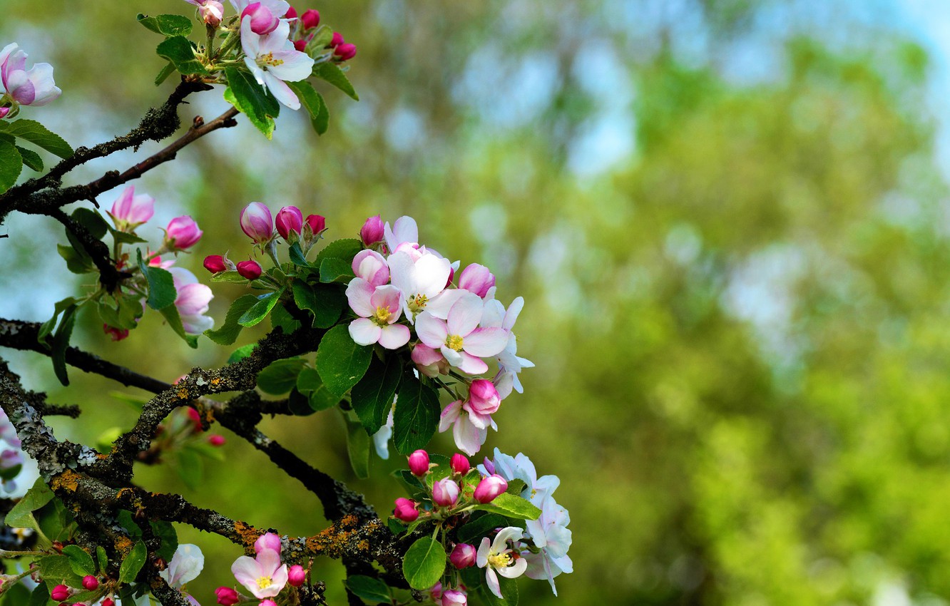 Яблоневое дерево цветение