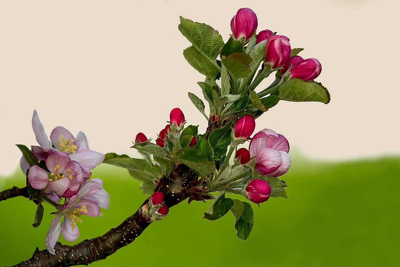 Яблоневая ветка с цветами