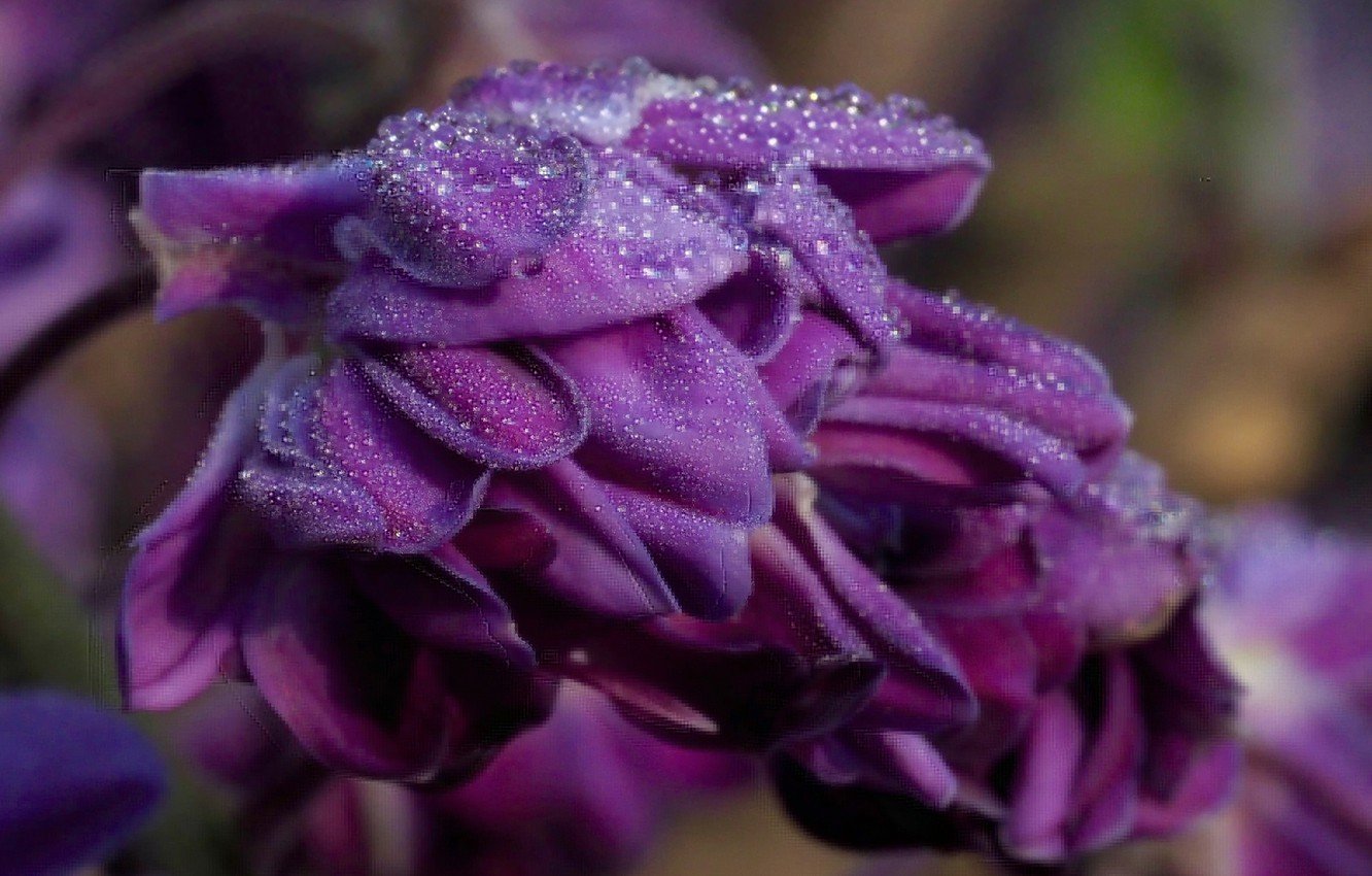 Породы фиолетовых цветов. Лютик Пурпл. Пурпурный Руэмана. Сиреневые цветы. Фиолетовые цветы.