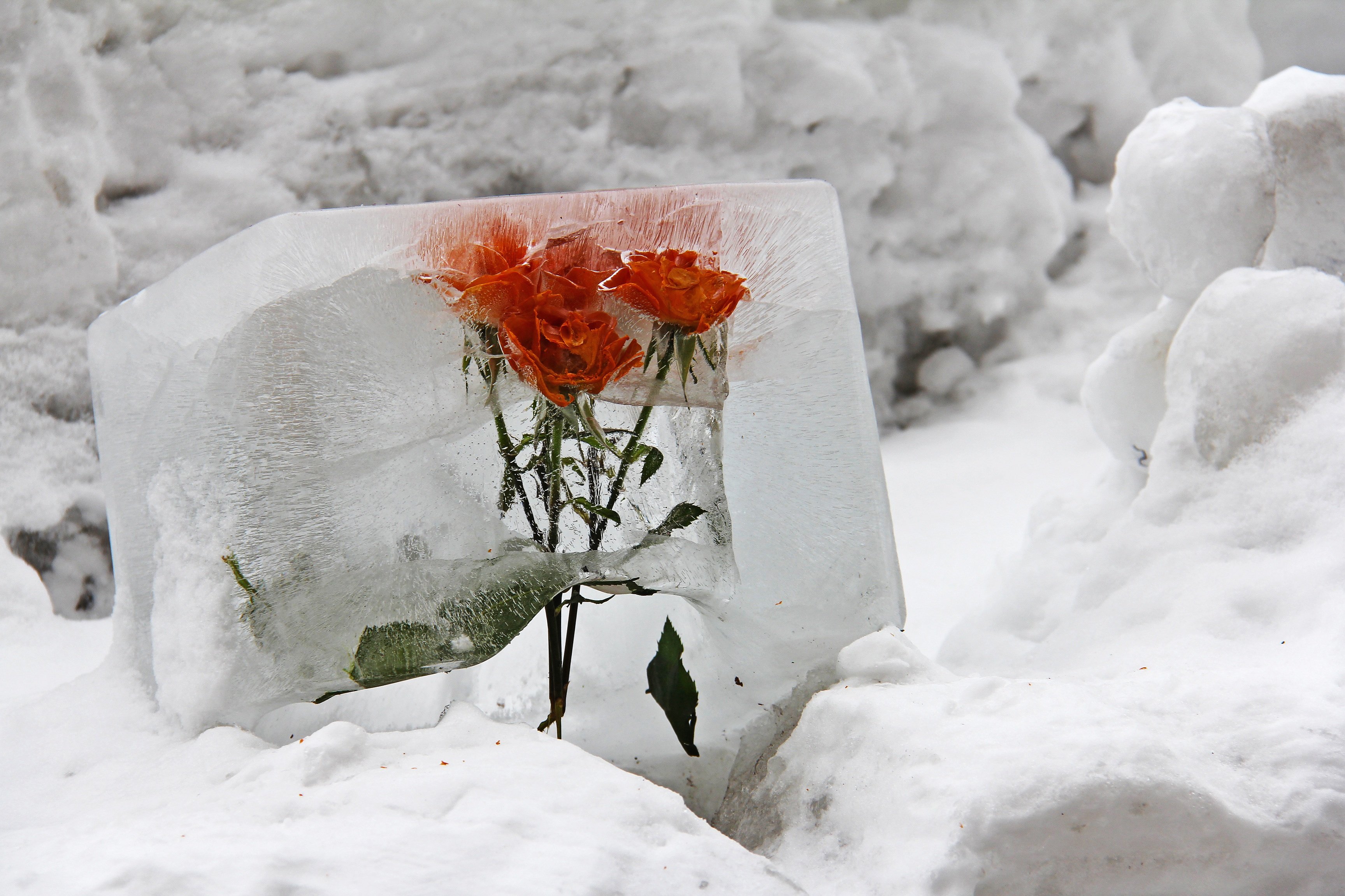 Самоцветы снег. Цветы в снегу. Цветы во льду. Цветы зимой.