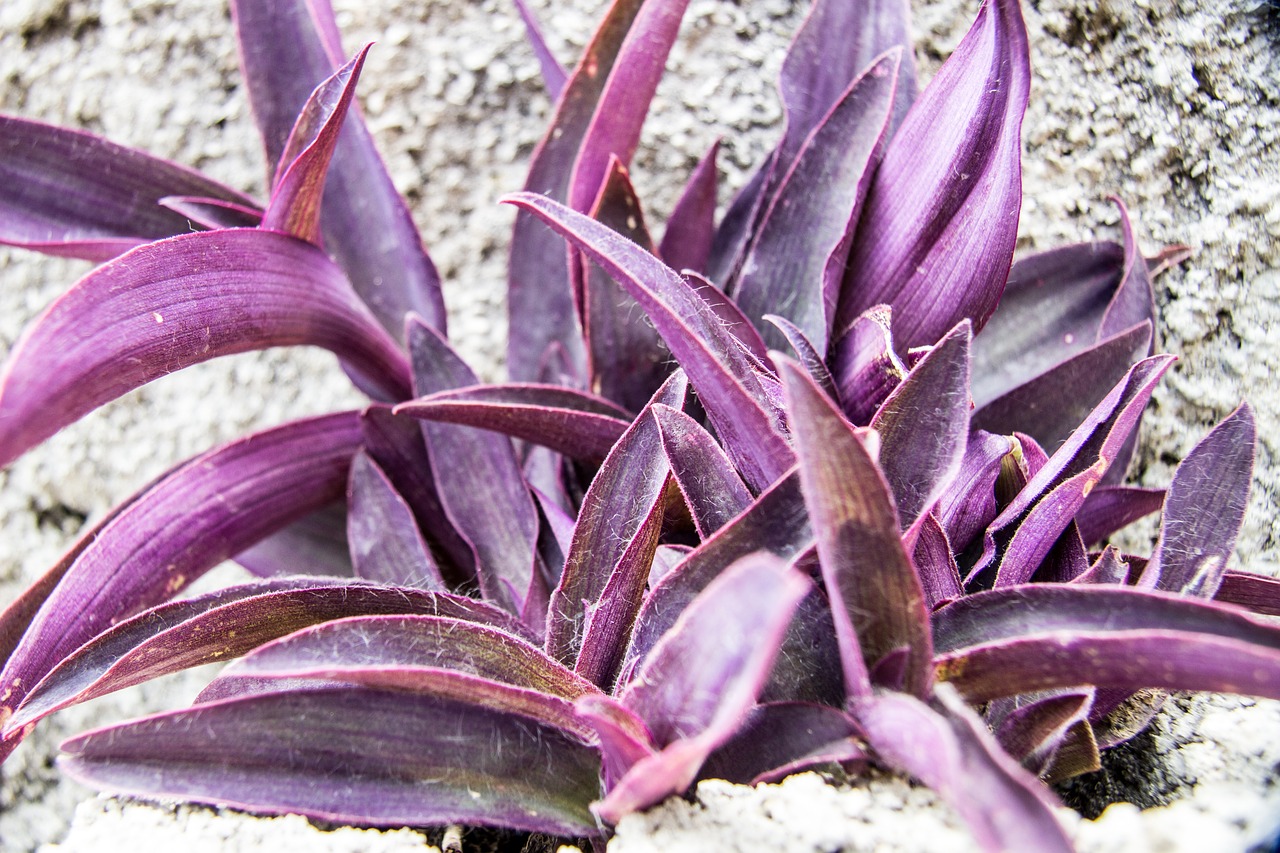 Цветок с фиолетовыми листьями название фото комнатное растение