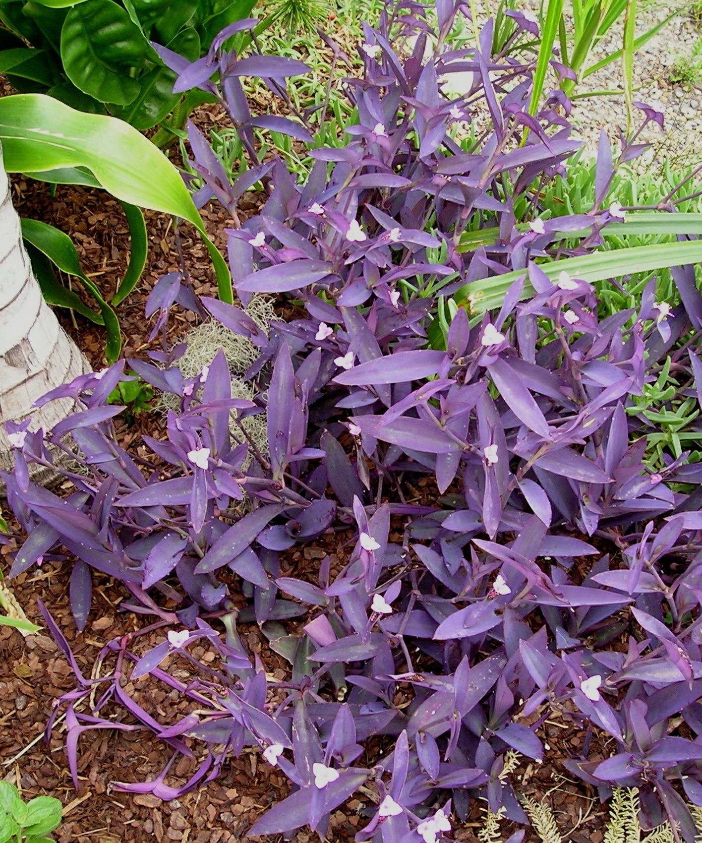 Уличные цветы с фиолетовыми листьями фото и названия