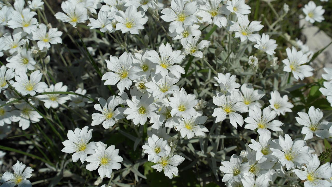 Цветы белые мелкие садовые