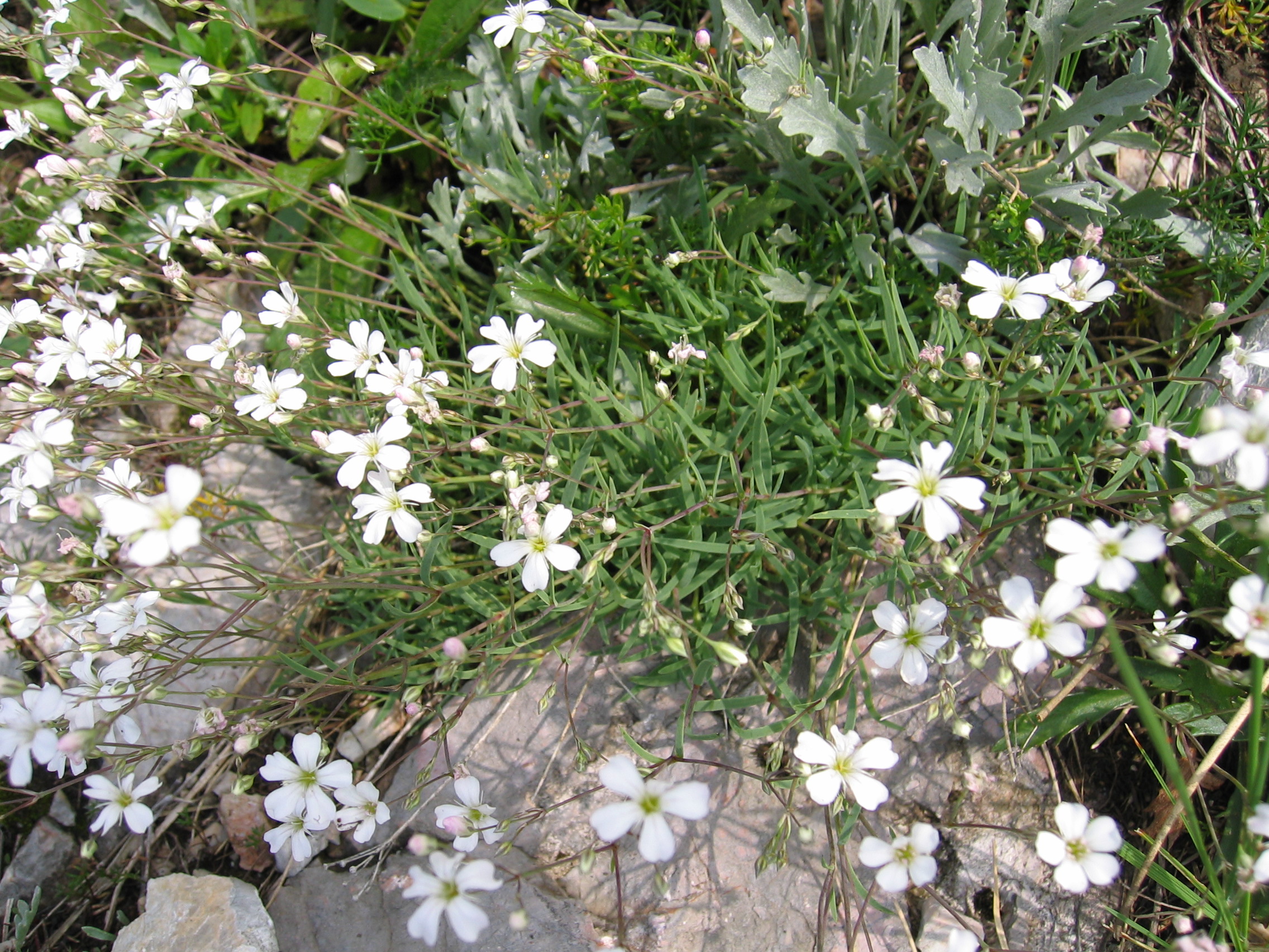 трава с белыми цветами фото