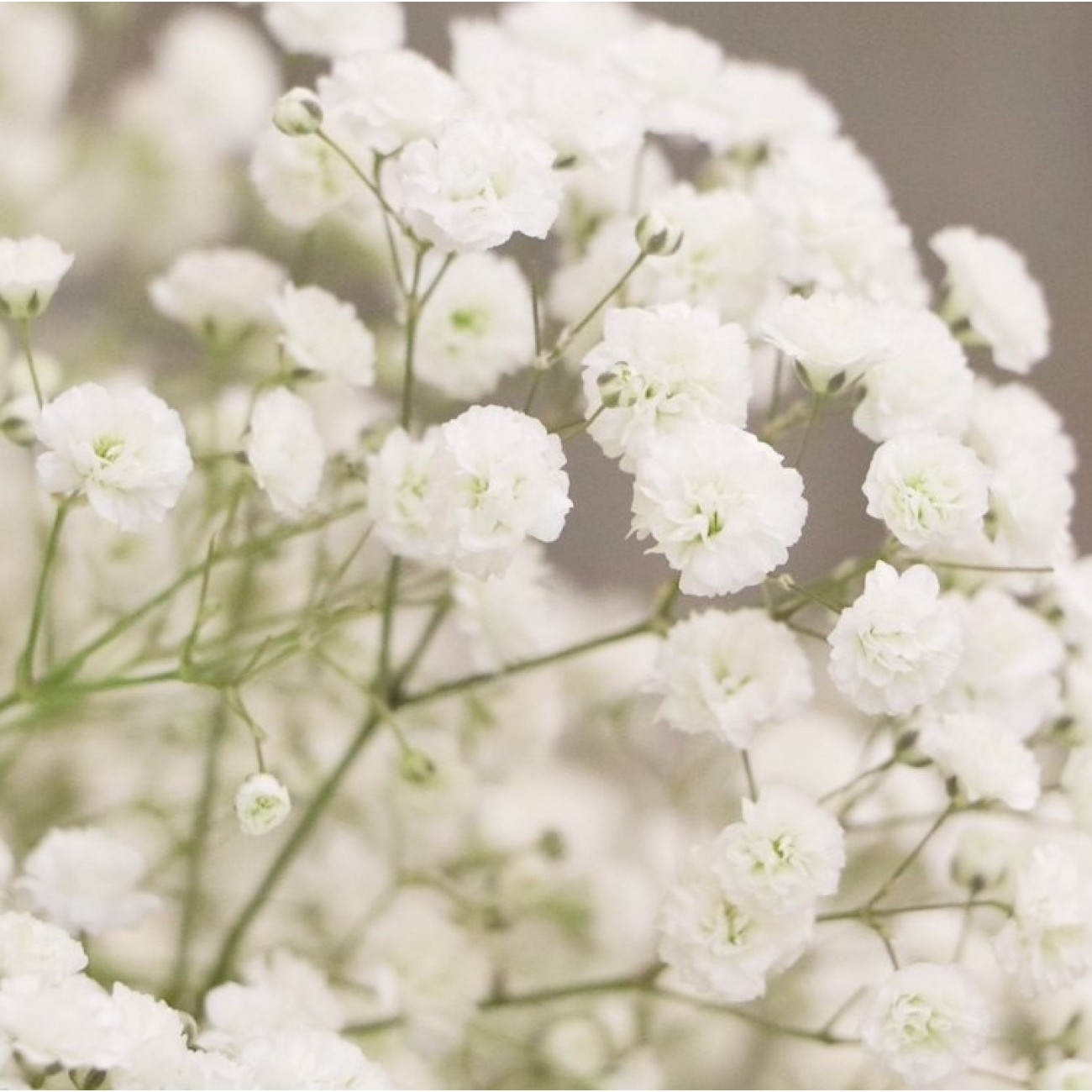 Маленькие белые цветочки в букетах название и фото
