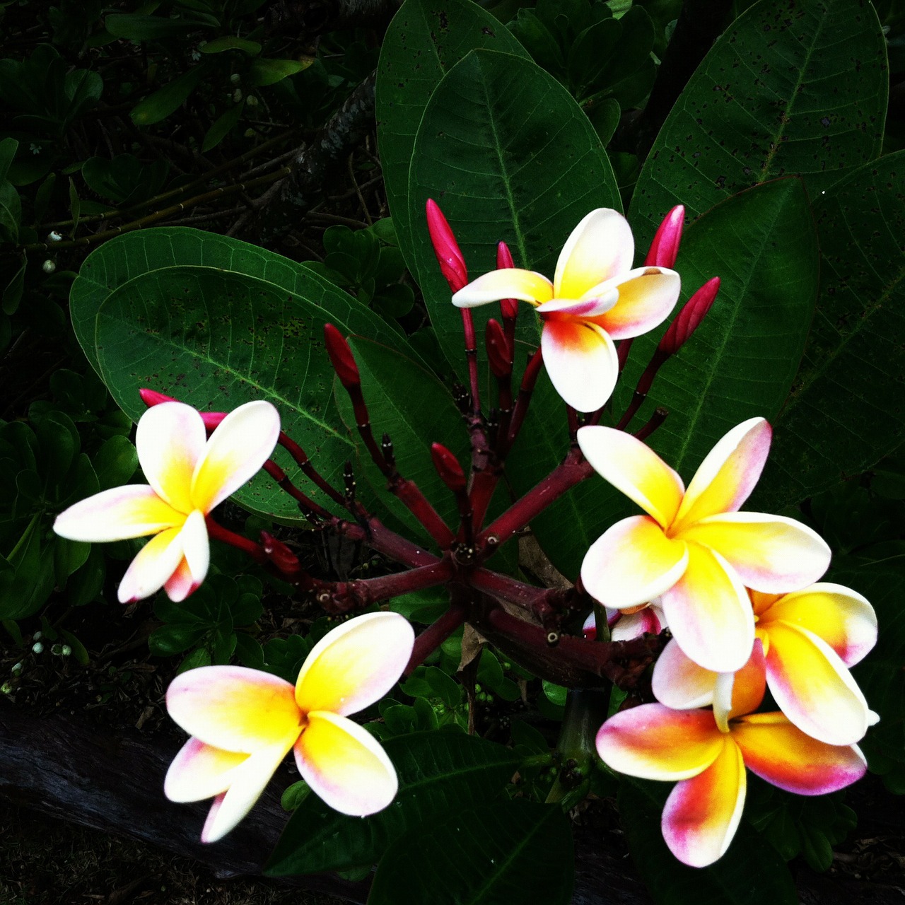 Цветок Плюмерия Гавайи