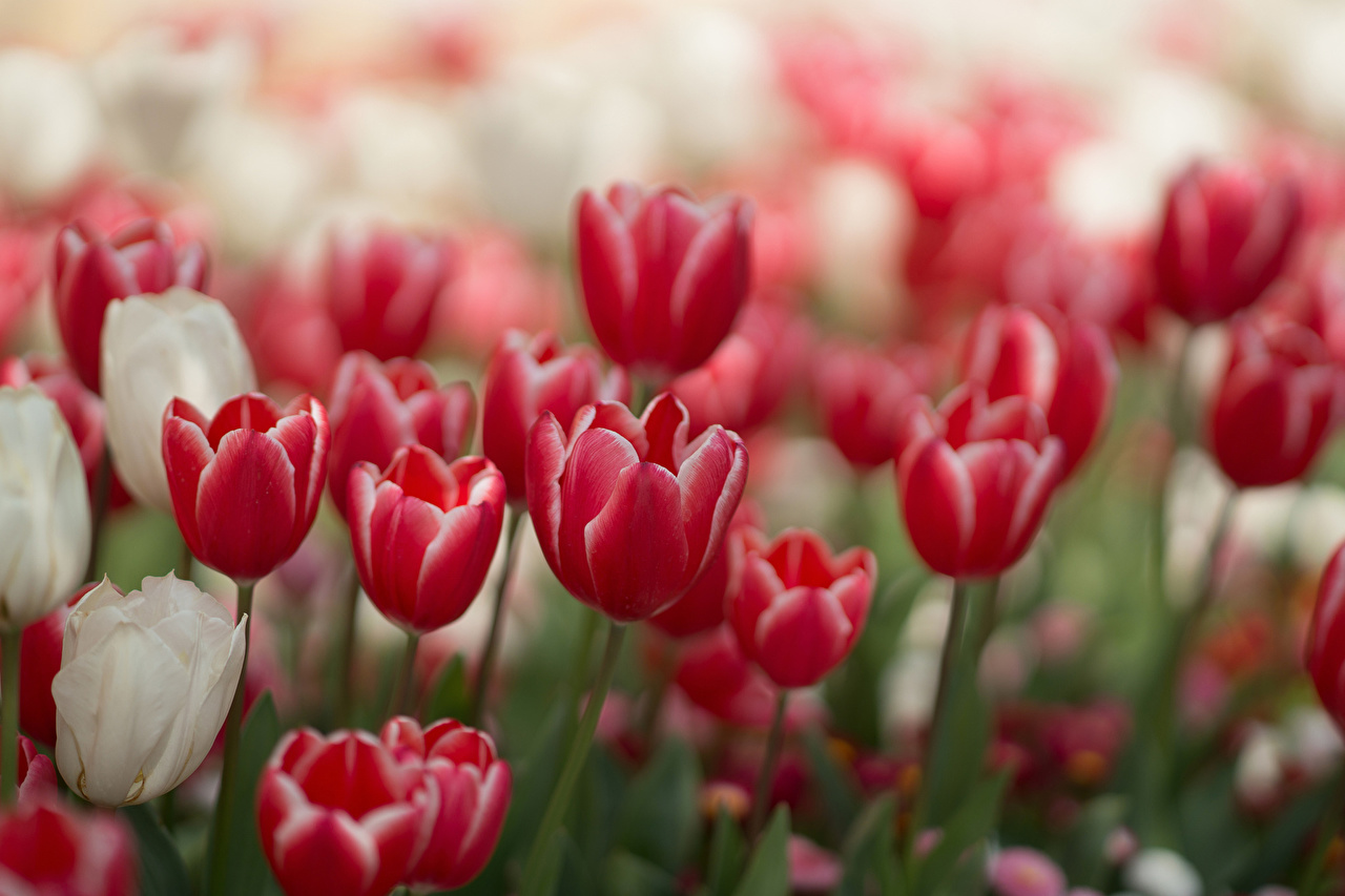Красивые красные тюльпаны нежные