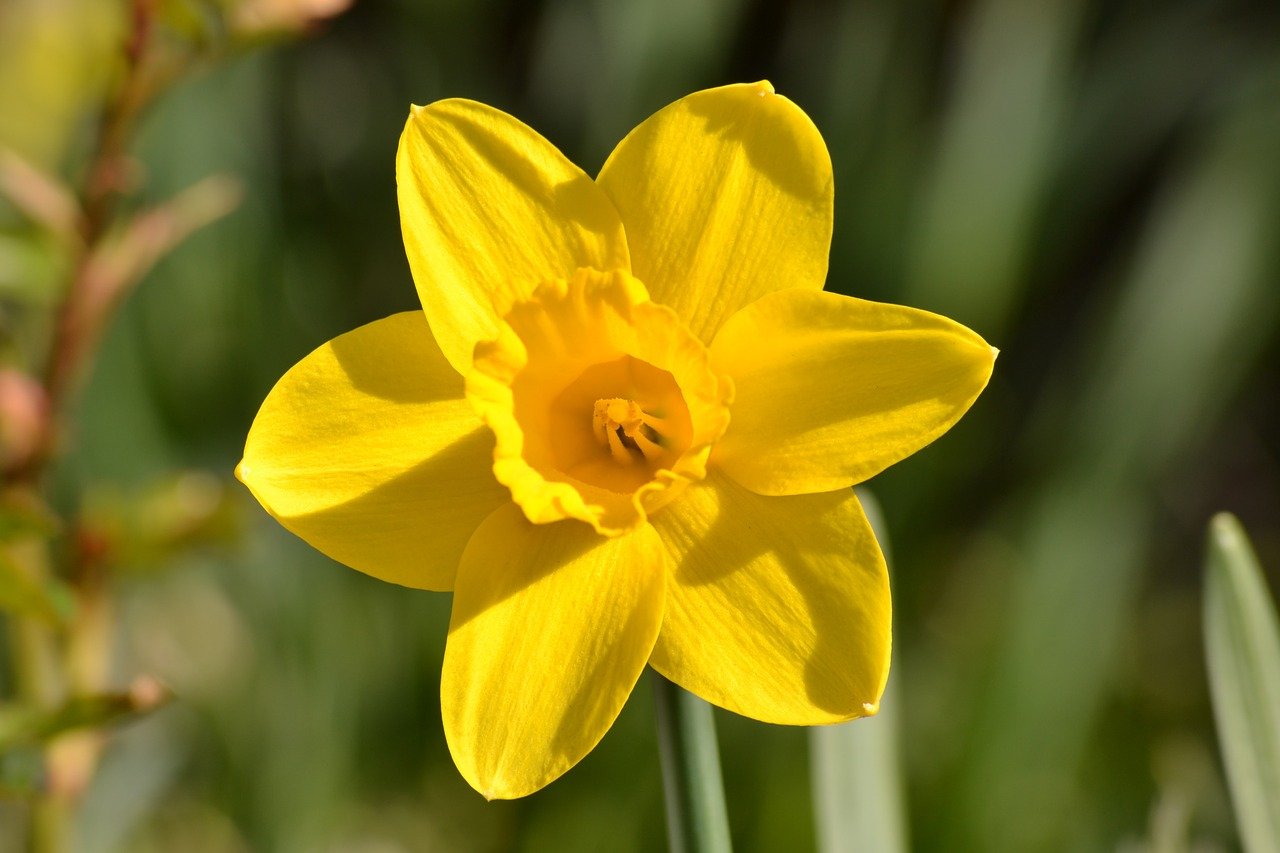 Желтый Нарцисс