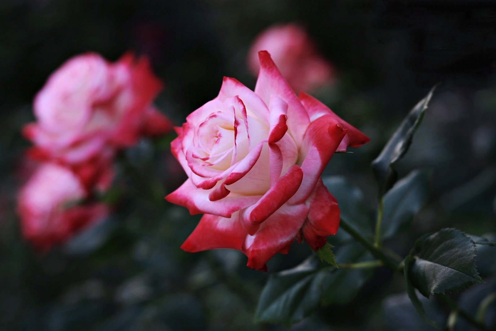 Museful rose