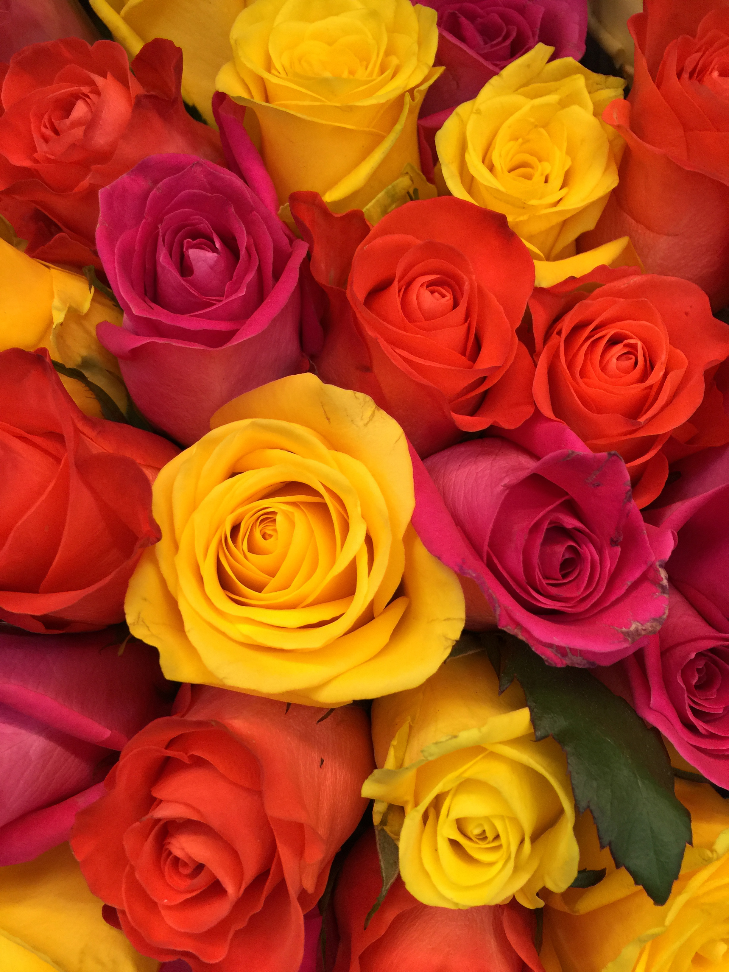картинки роз ярких цветов