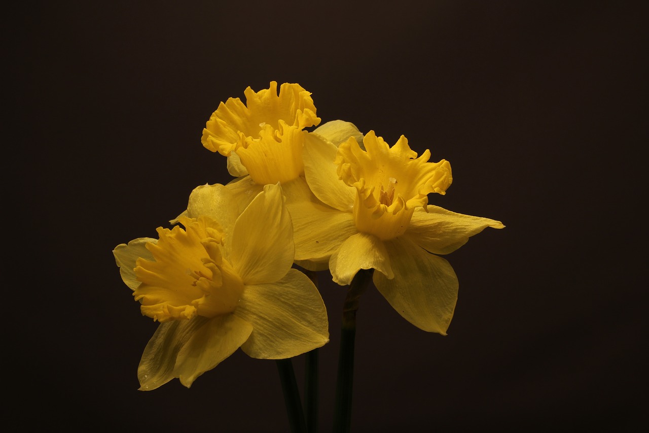 Narcissus Flower букет
