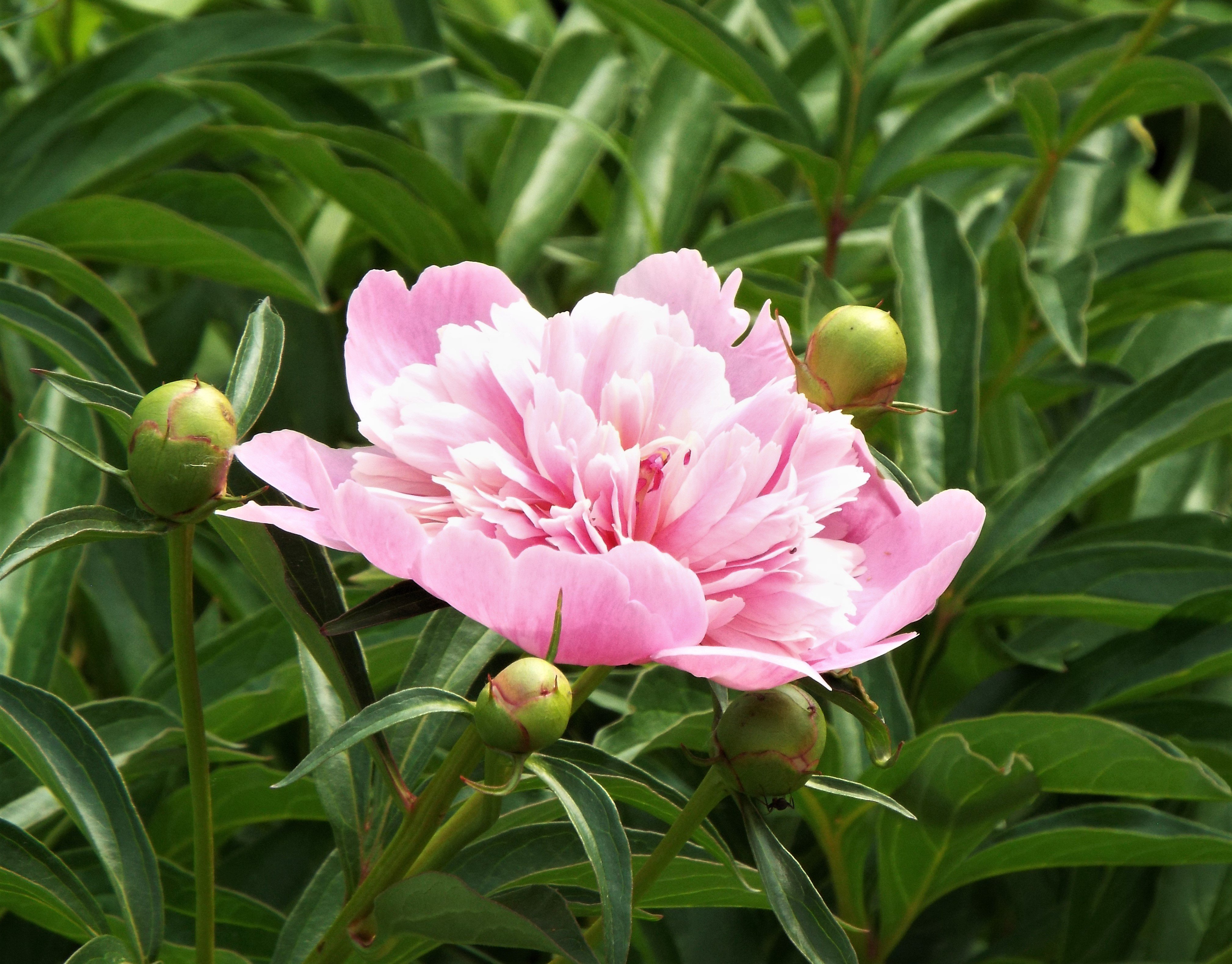 Пион Травянистый Розовый Будда