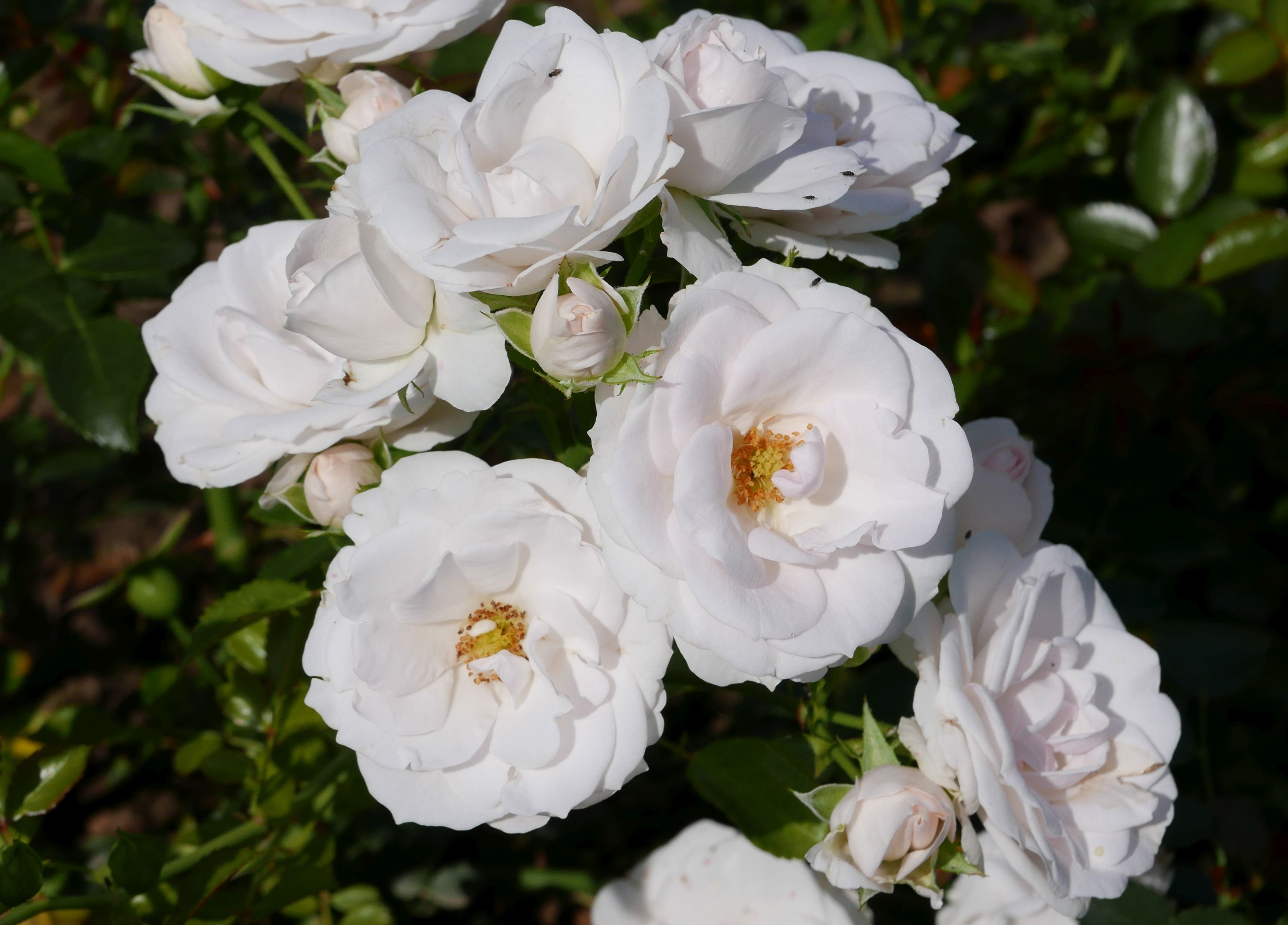 Роза штамбовая (Rosa Aspirin Rose (TANIRISPA)) Окс pa90+