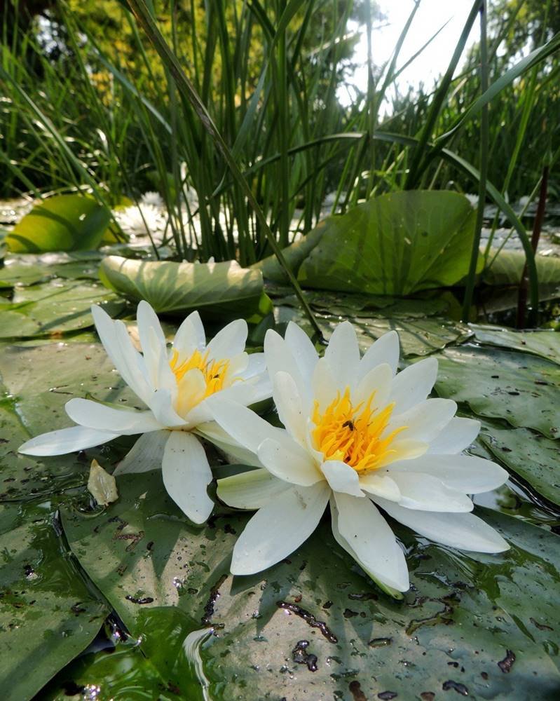 Цветок кувшинка фото на воде