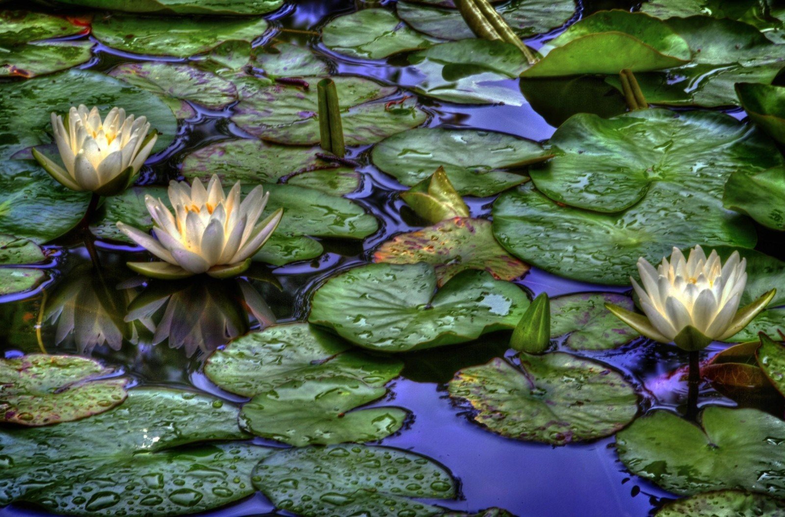 Фото водяных лилий