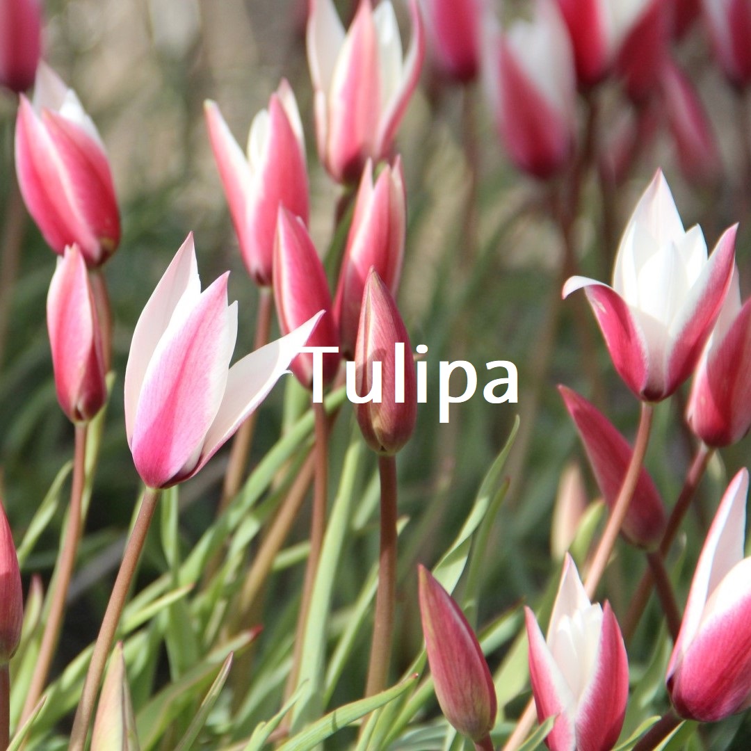 Тюльпан Липского