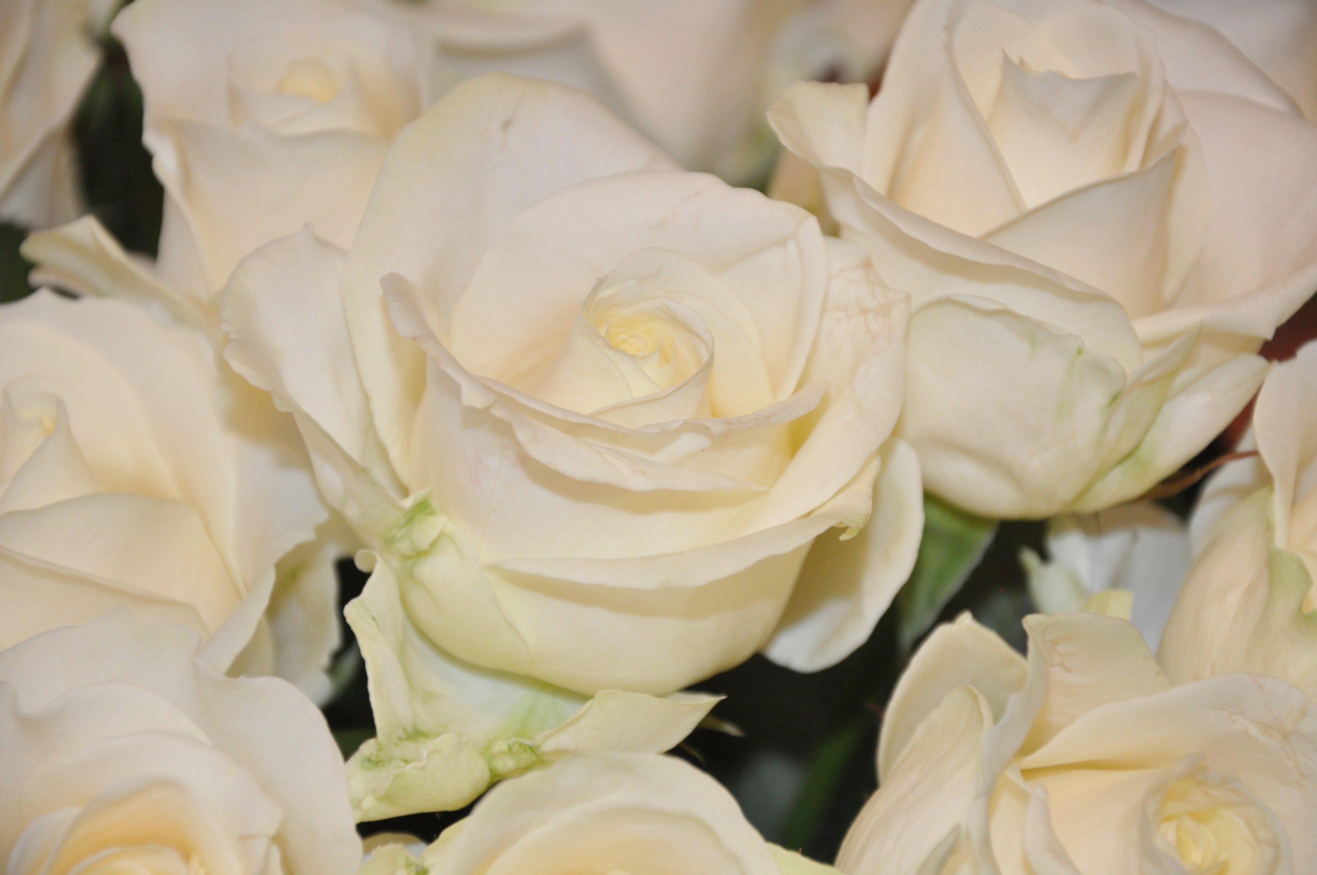 Фото белой розы в хорошем качестве