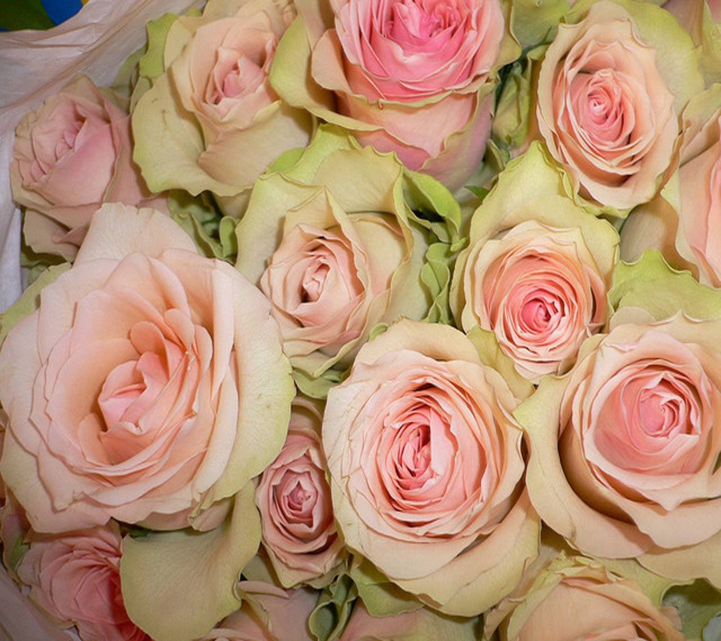 розы бело розовые название фото