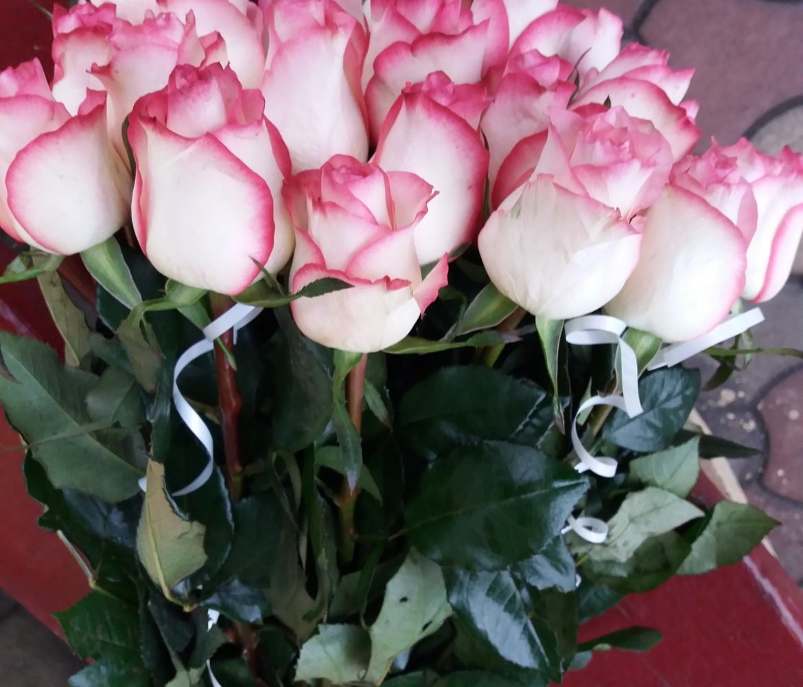 Сорт розы белой с красной каймой Эквадор