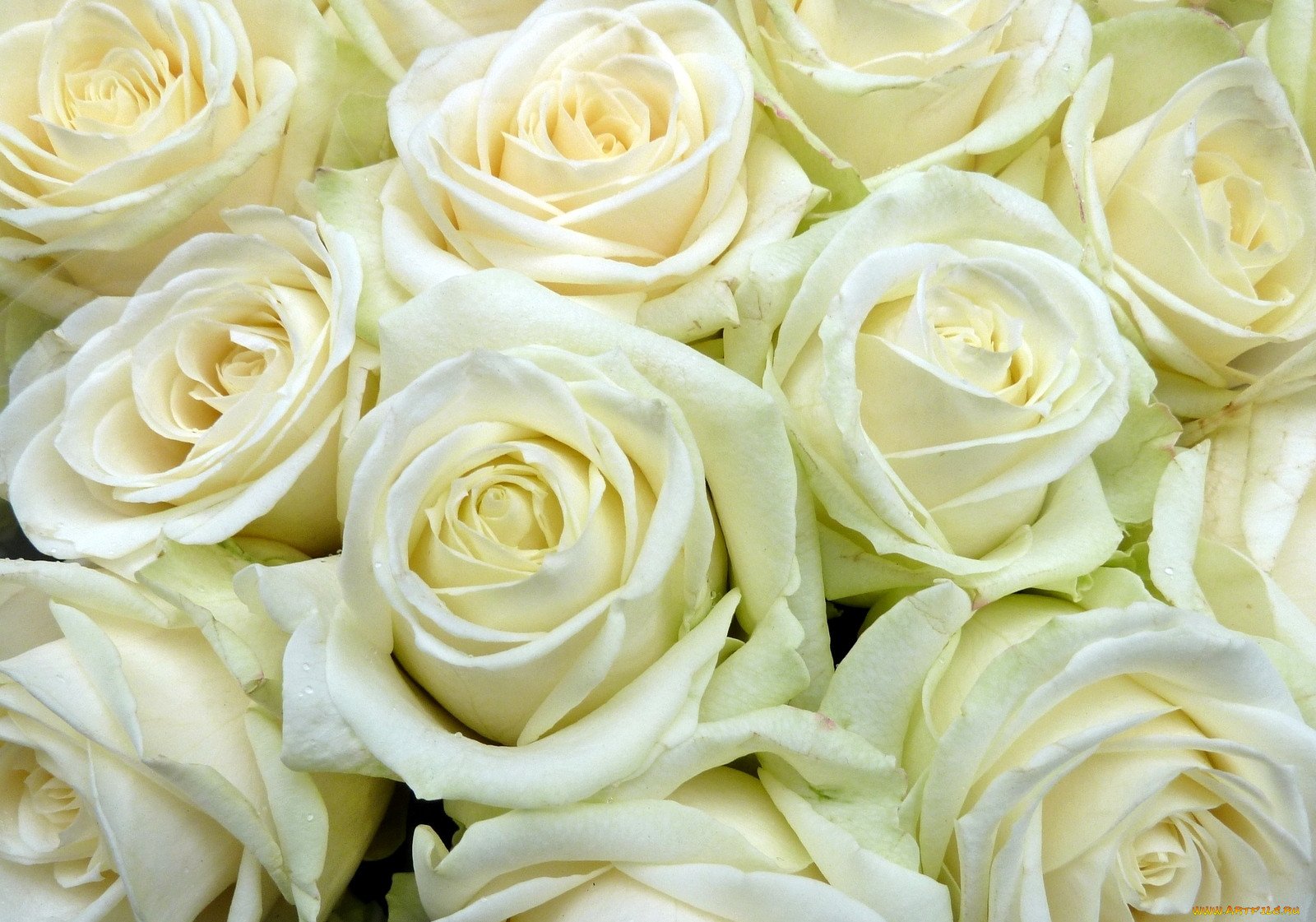 белые розы с оттенком фото