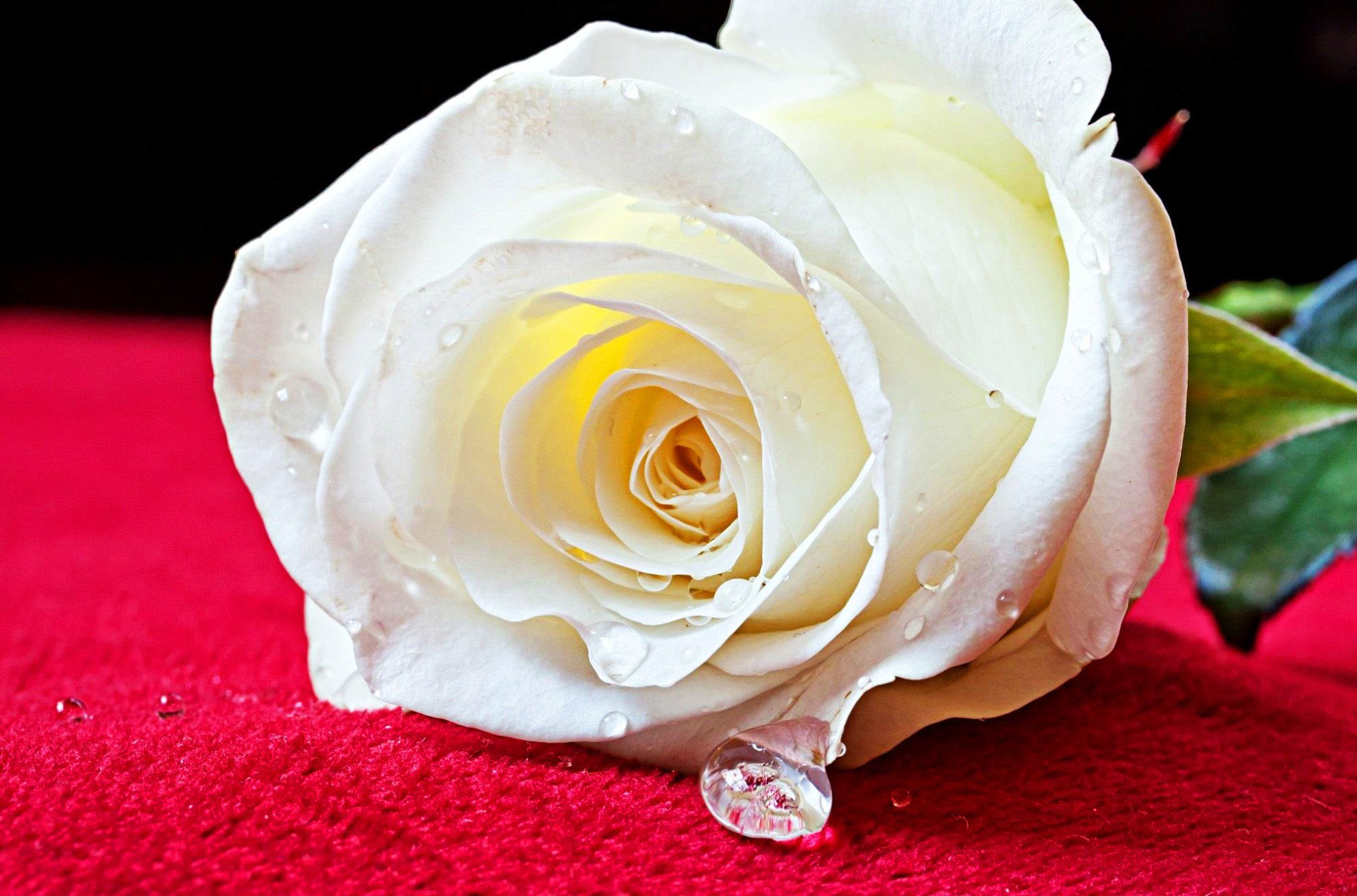 Фото белой розы в хорошем качестве