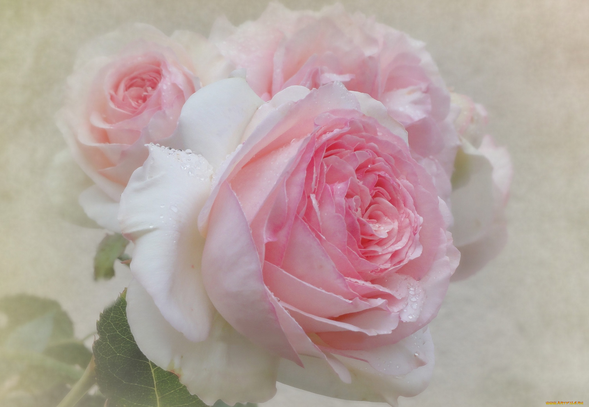 Розы белые с розовым оттенком